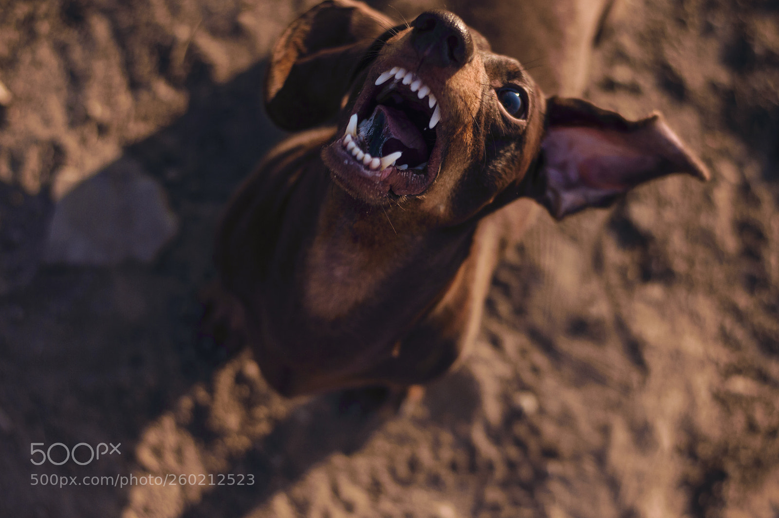 Nikon D3200 sample photo. Dog emotions portrait photography