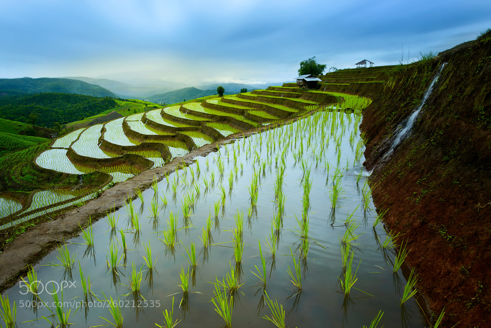 Nikon D800 sample photo. Rice paddy ,thailand photography