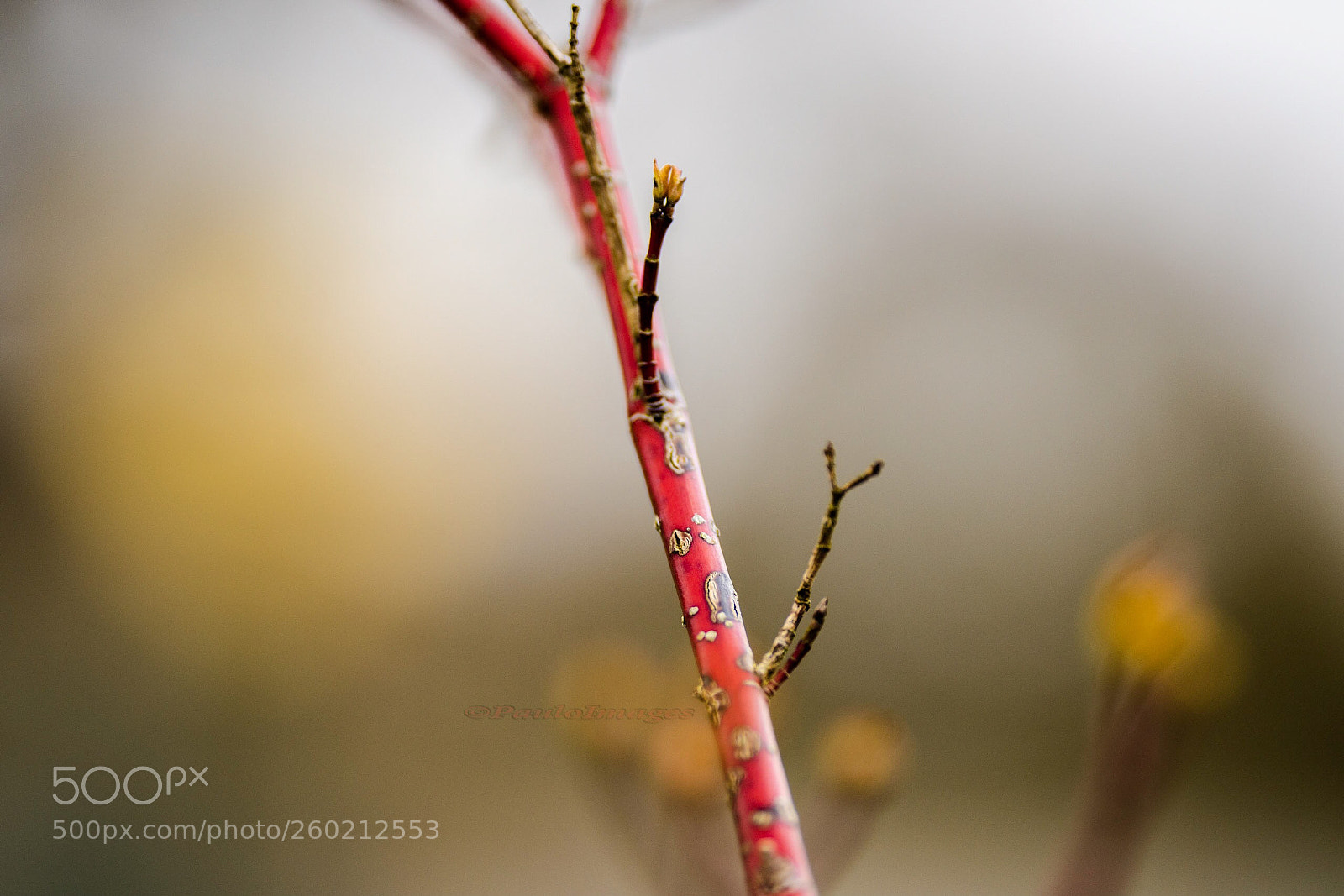 Nikon D810 sample photo. Fascinating colour on this photography