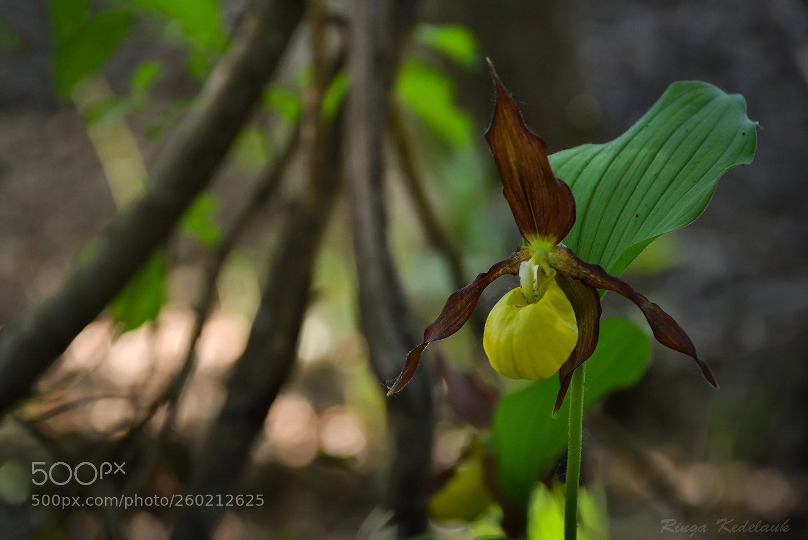 Nikon D3100 sample photo. Lady's-slipper orchid photography