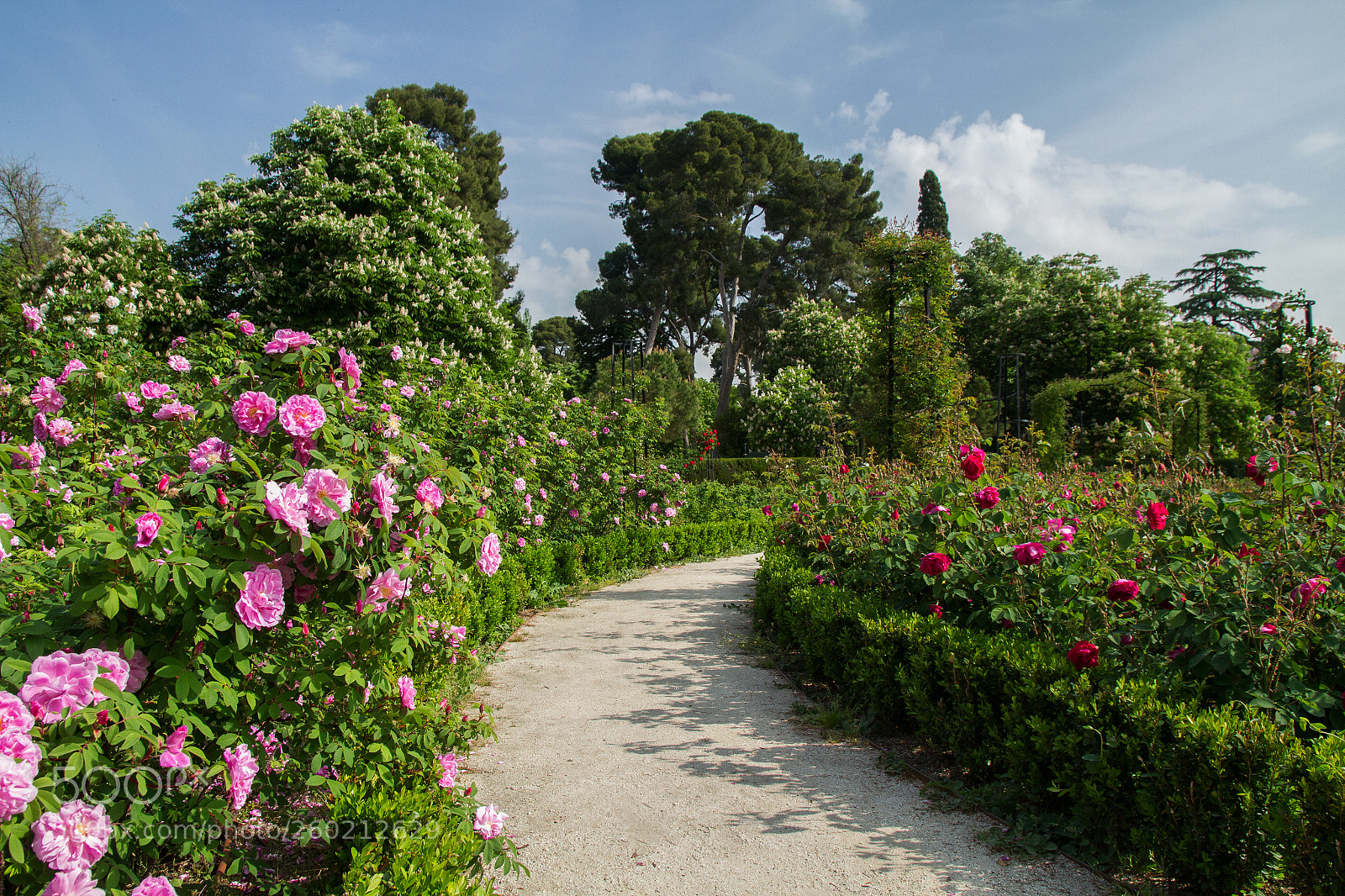 Canon EOS 7D sample photo. Rose walk photography