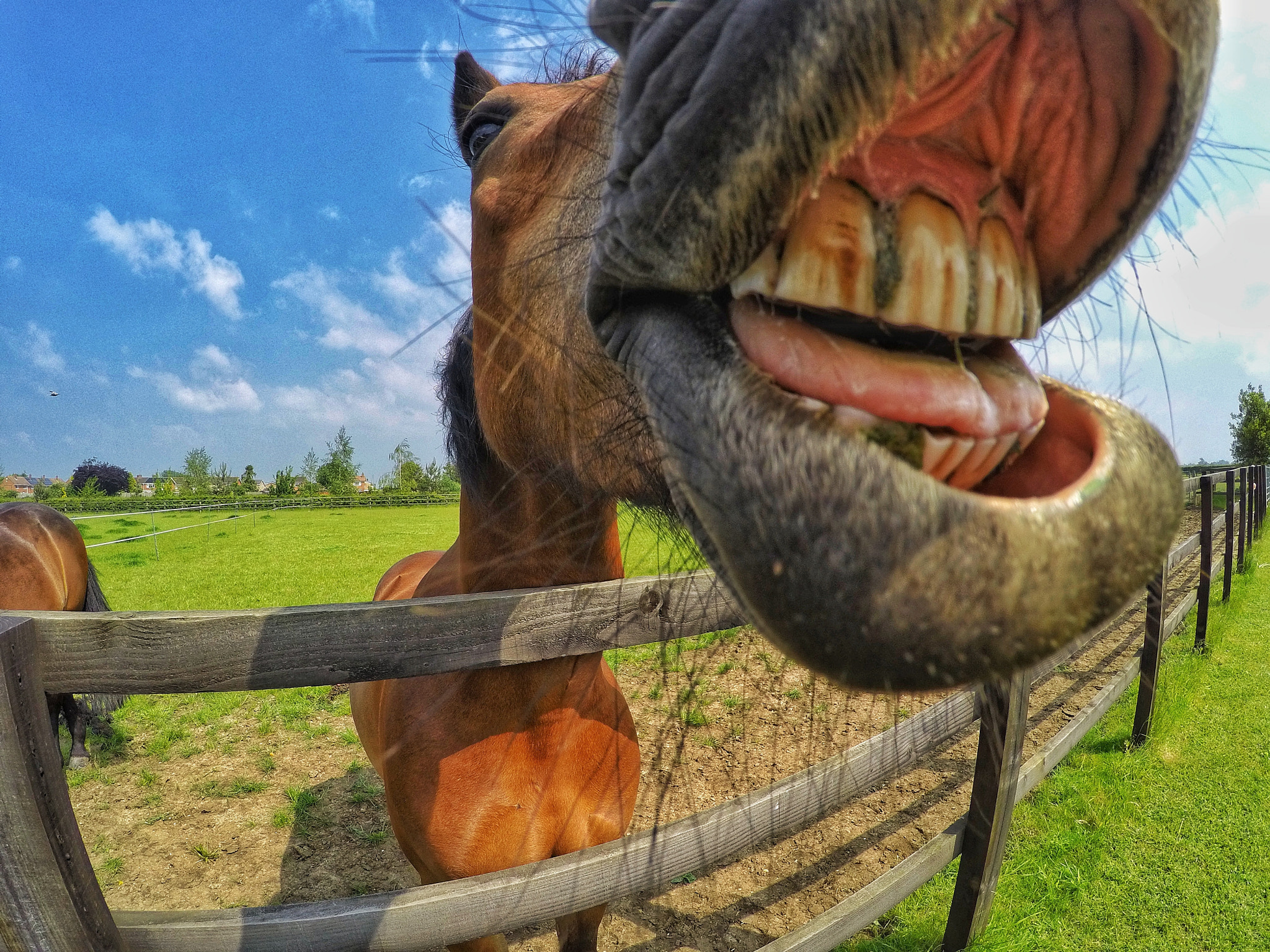 GoPro HERO4 Silver sample photo. Colgate anyone photography
