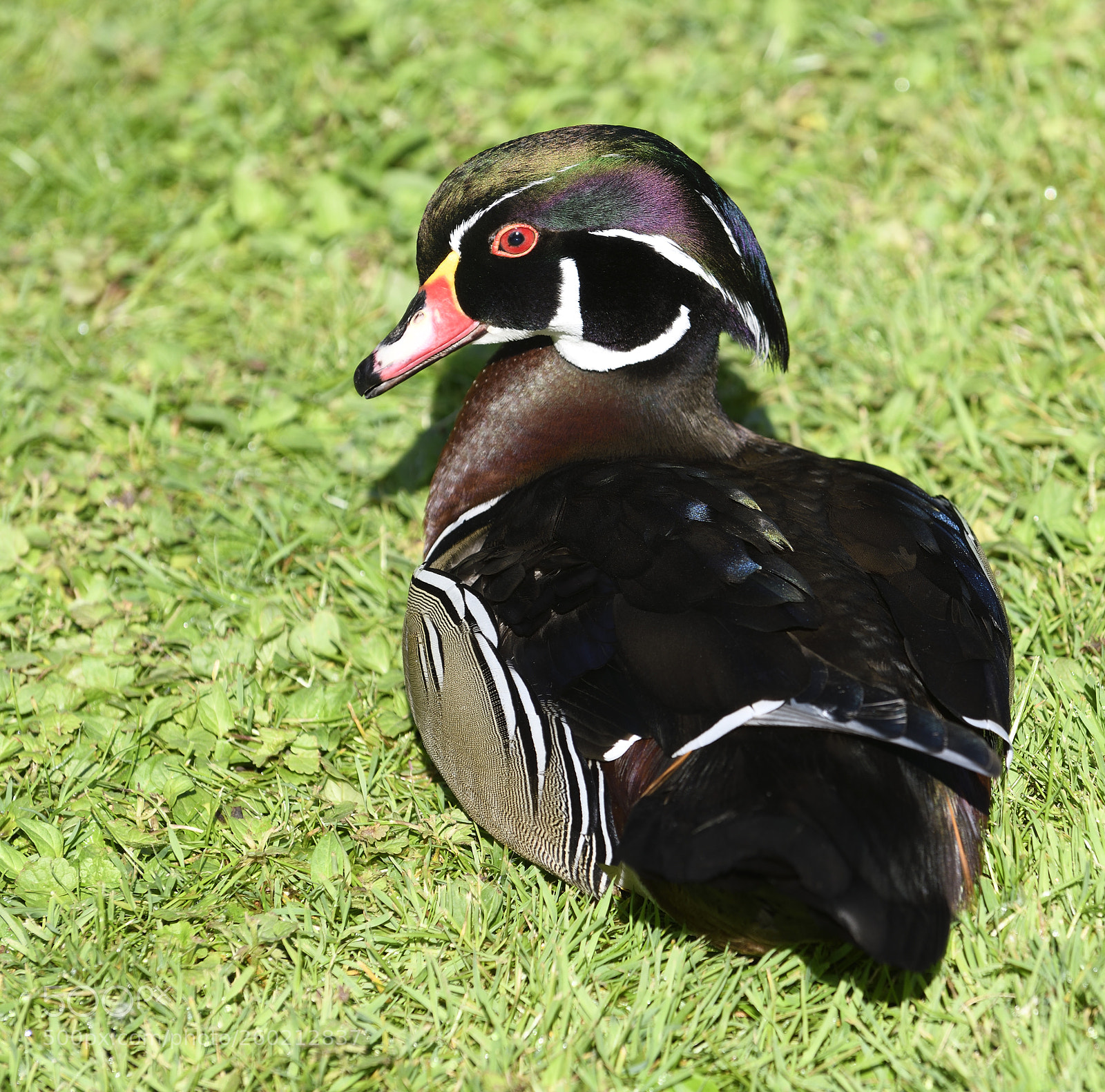 Nikon D850 sample photo. Male duck photography
