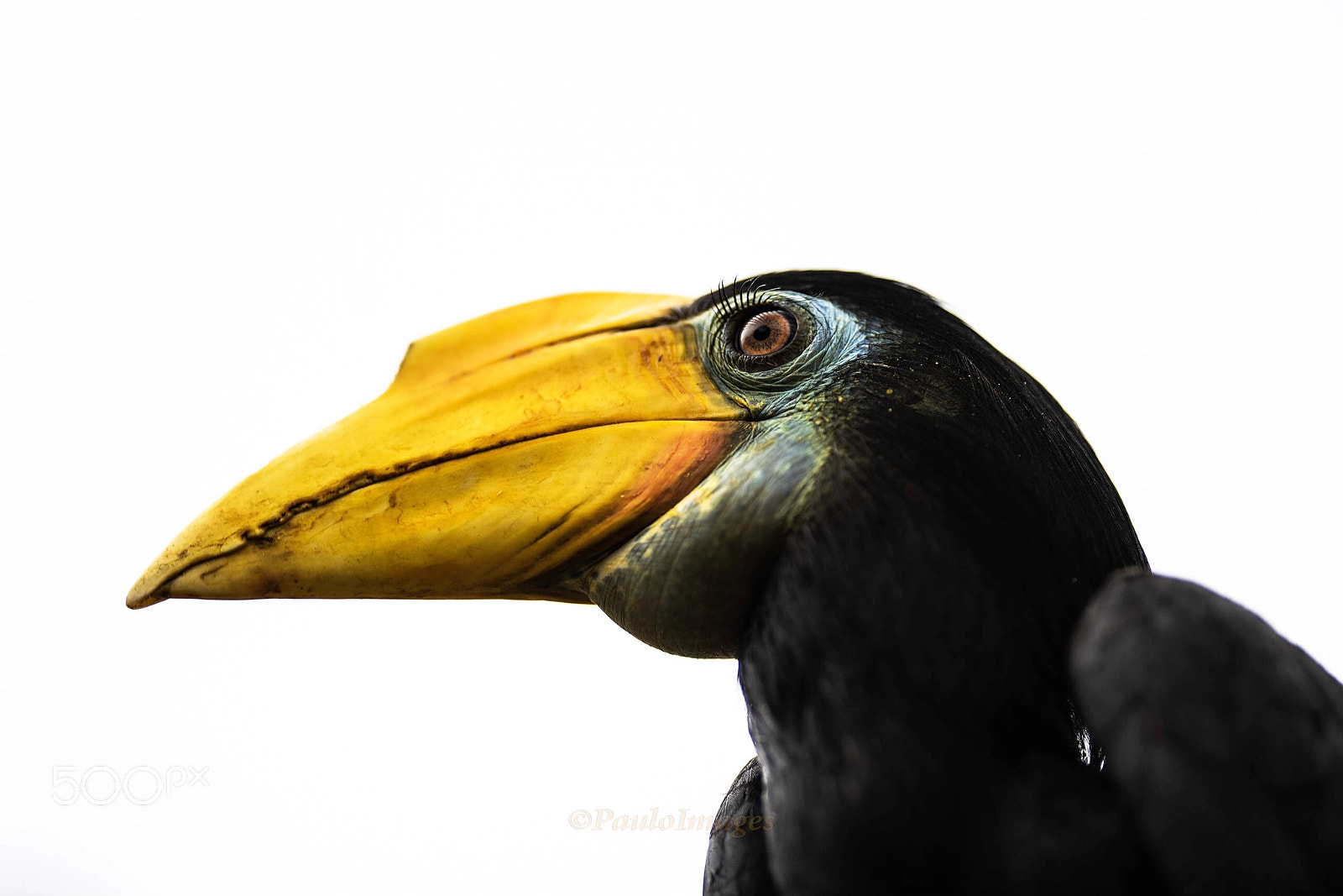 Nikon D810 sample photo. Female wrinkled hornbill photography