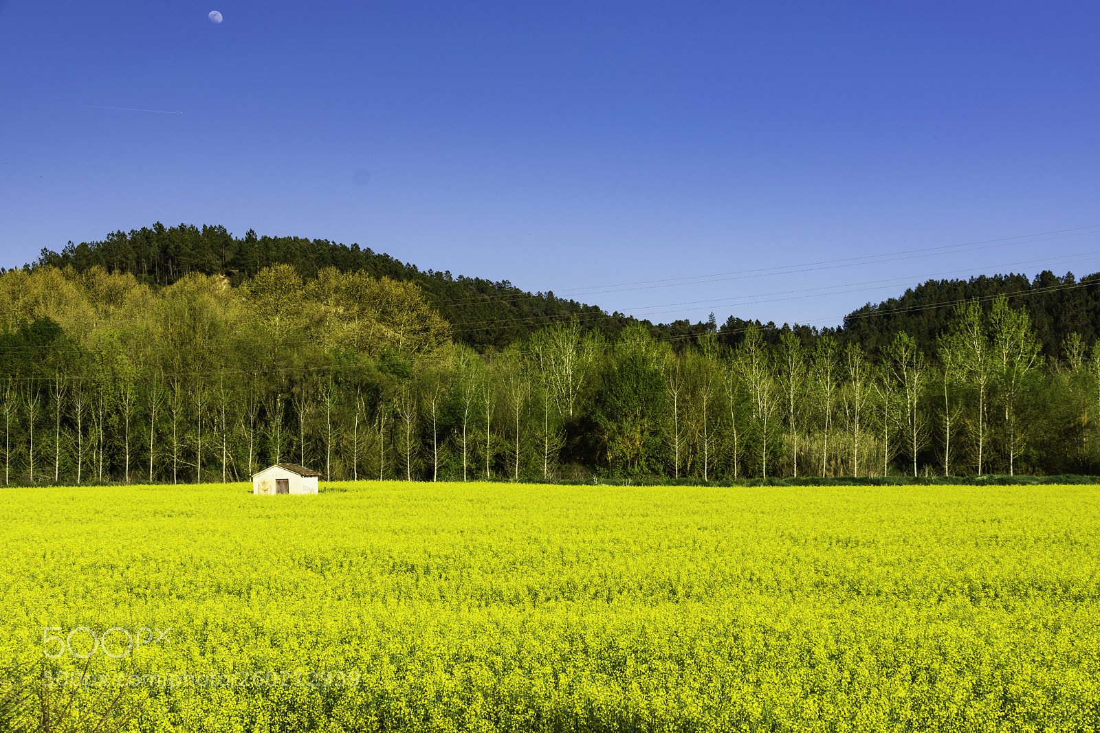 Nikon D7200 sample photo. Prado de flores amarillas photography