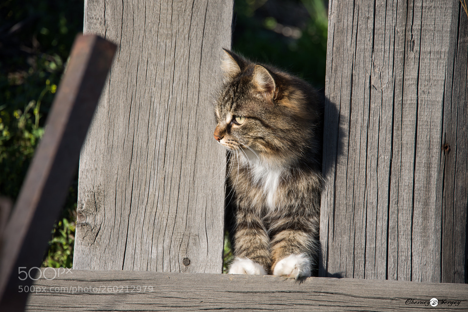 Nikon D600 sample photo. Кошка photography