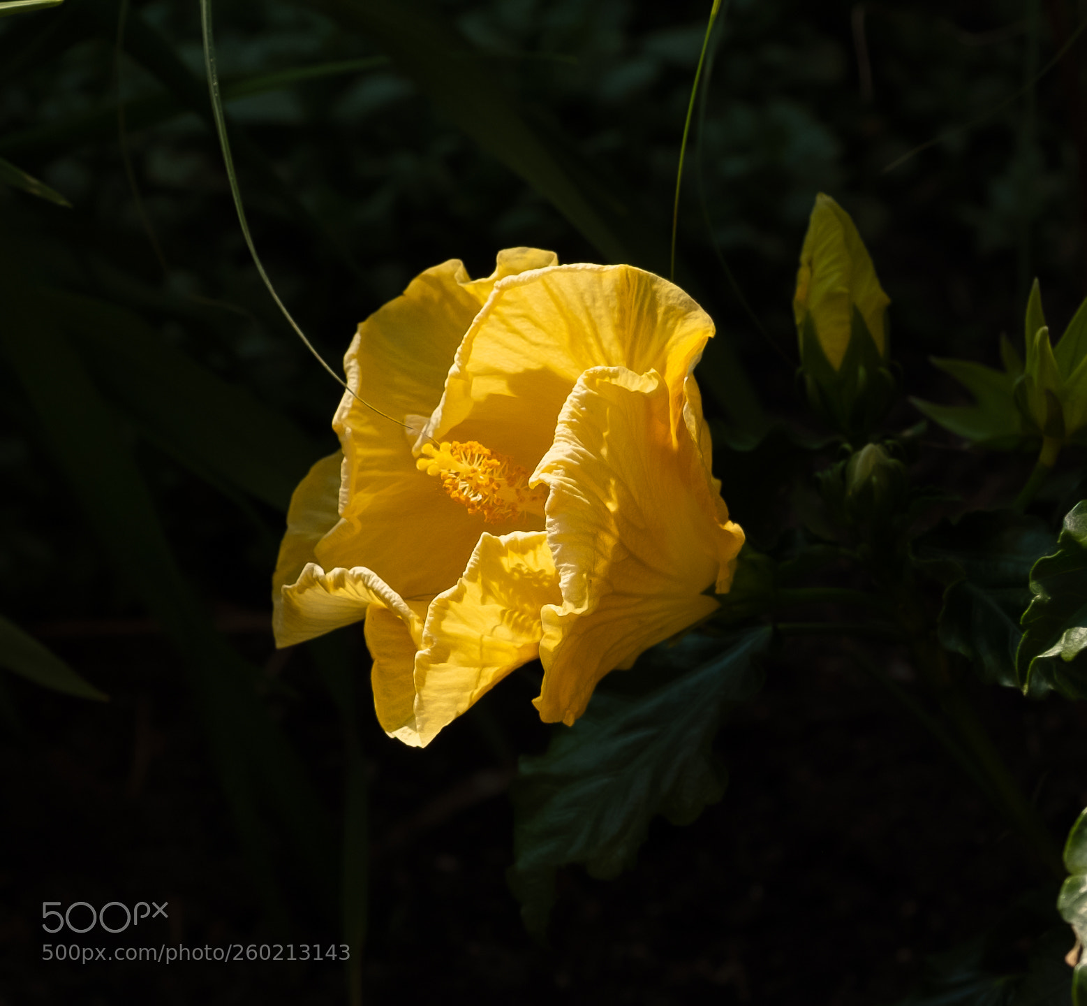Fujifilm X-T2 sample photo. Afternoon bloomin photography