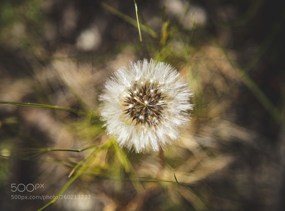 Canon EOS 6D Mark II sample photo. Taraxacum officinale photography