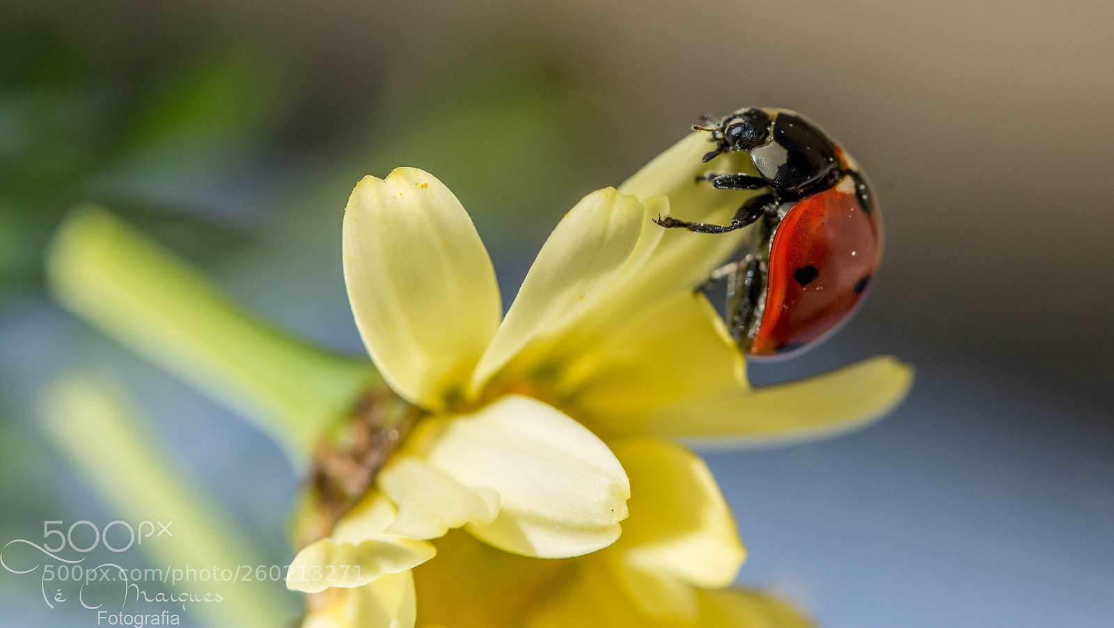 Nikon D7200 sample photo. The ladybug photography