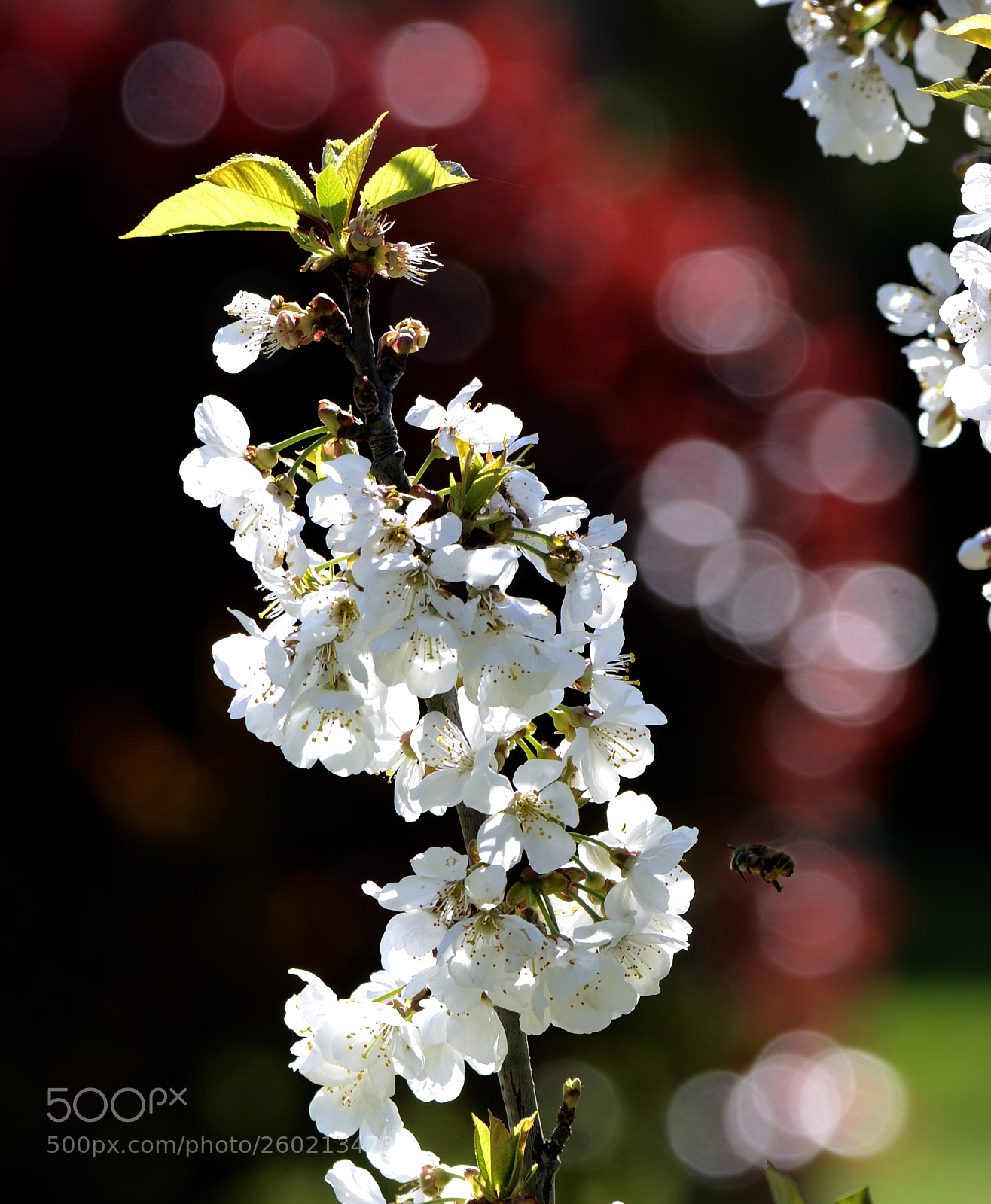 Nikon D7000 sample photo. Primavera. photography