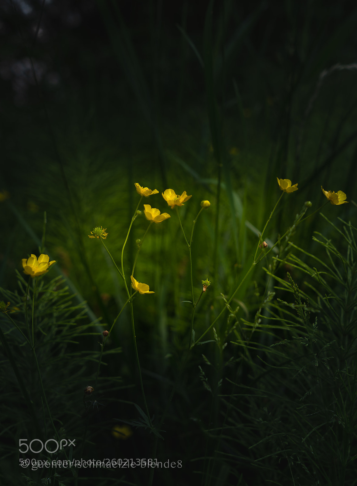 Sony a7 III sample photo. Blumen am wegesrand photography