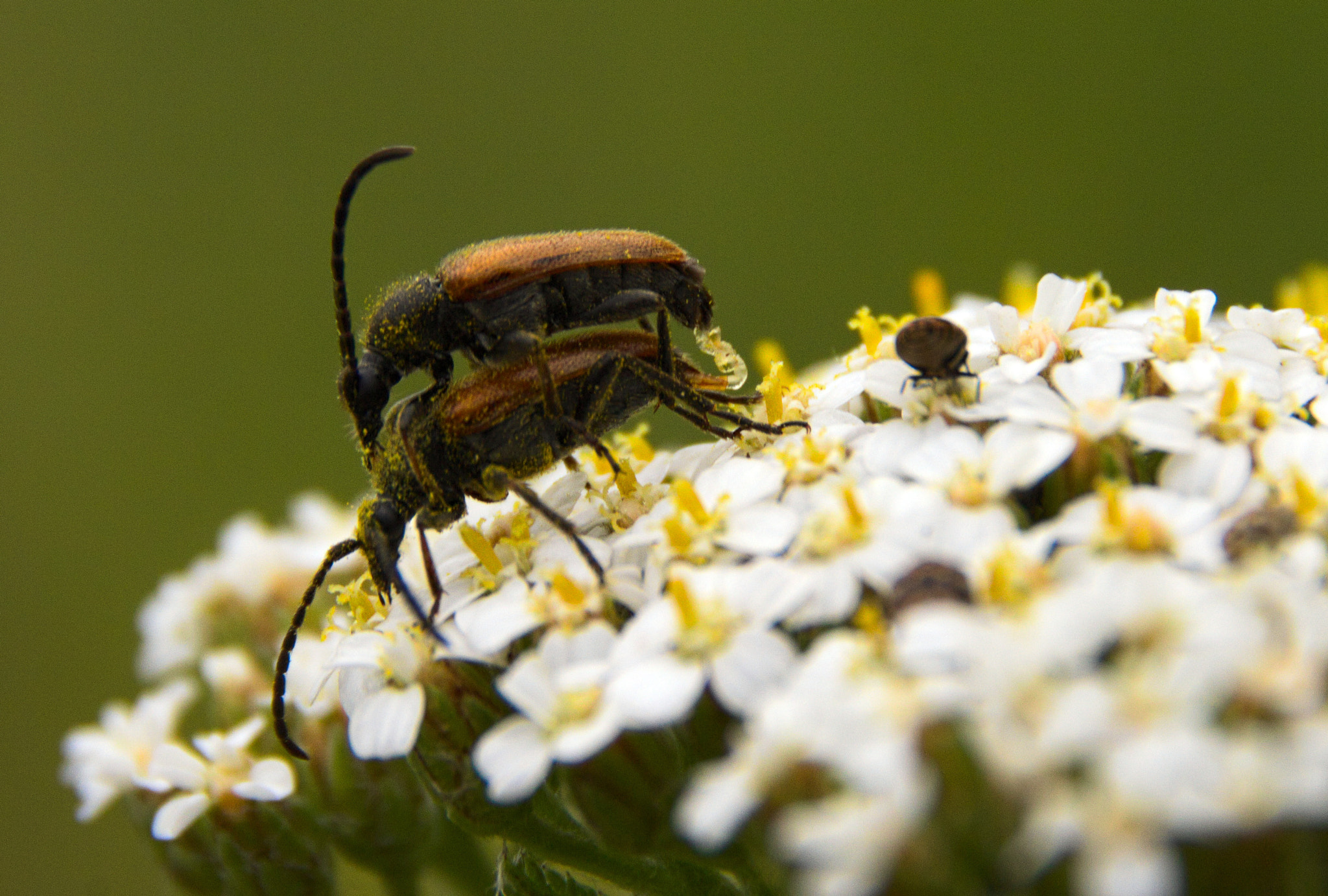 Canon EOS 600D (Rebel EOS T3i / EOS Kiss X5) sample photo. Longhorn do the do photography