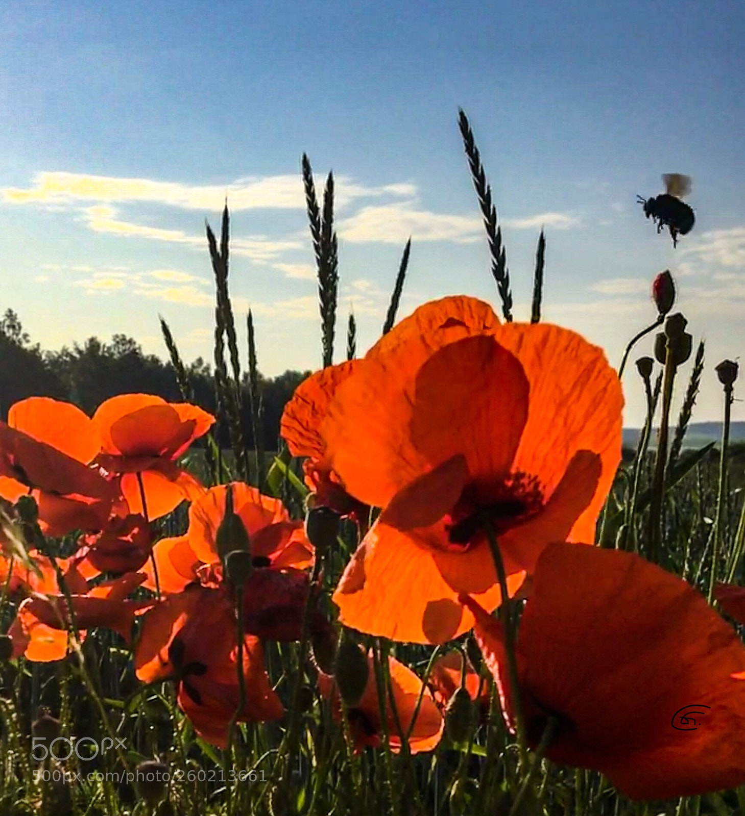 Apple iPhone 6s sample photo. Bumblebee photography