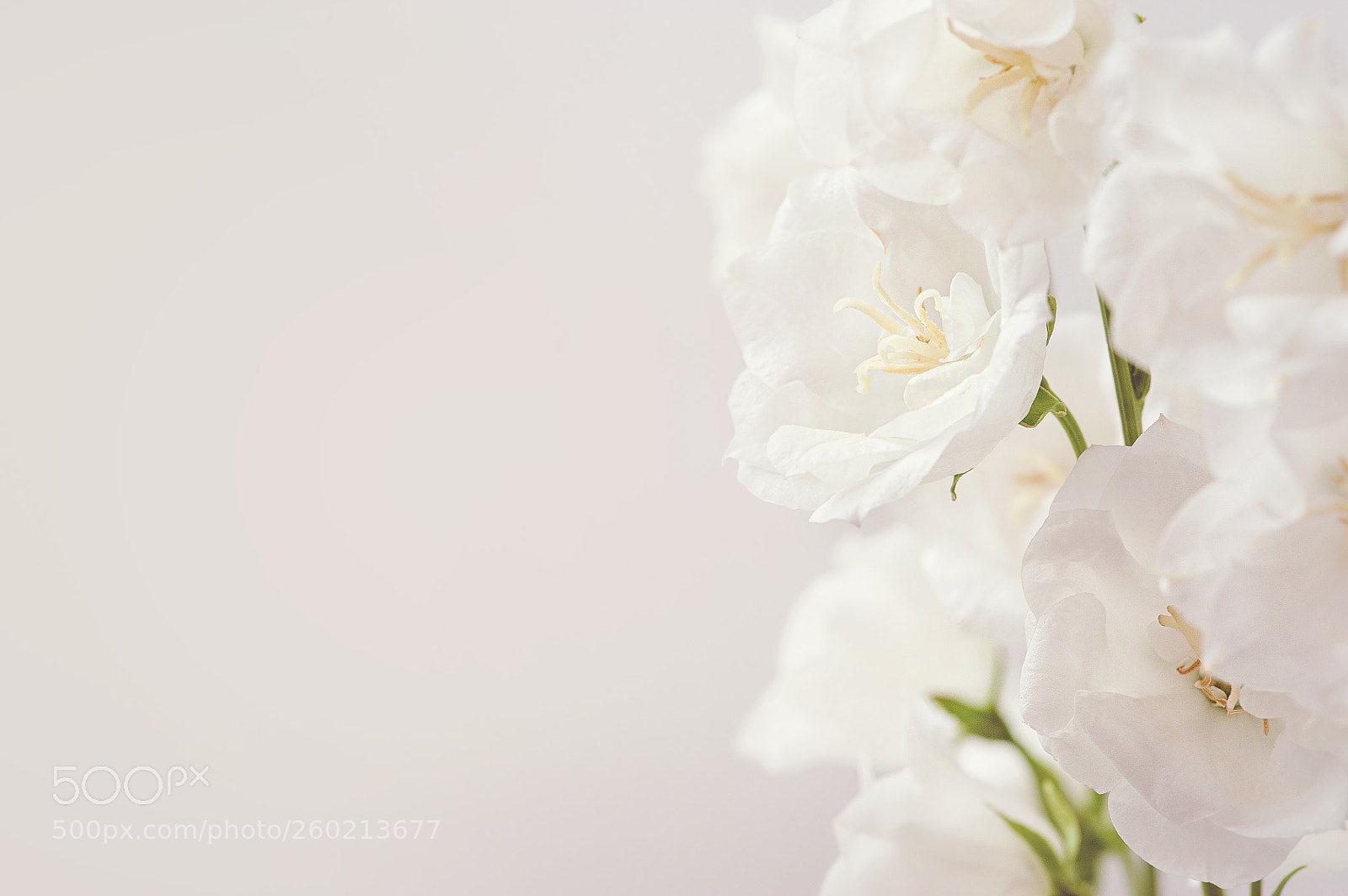 Nikon D700 sample photo. Abstract spring seasonal background photography