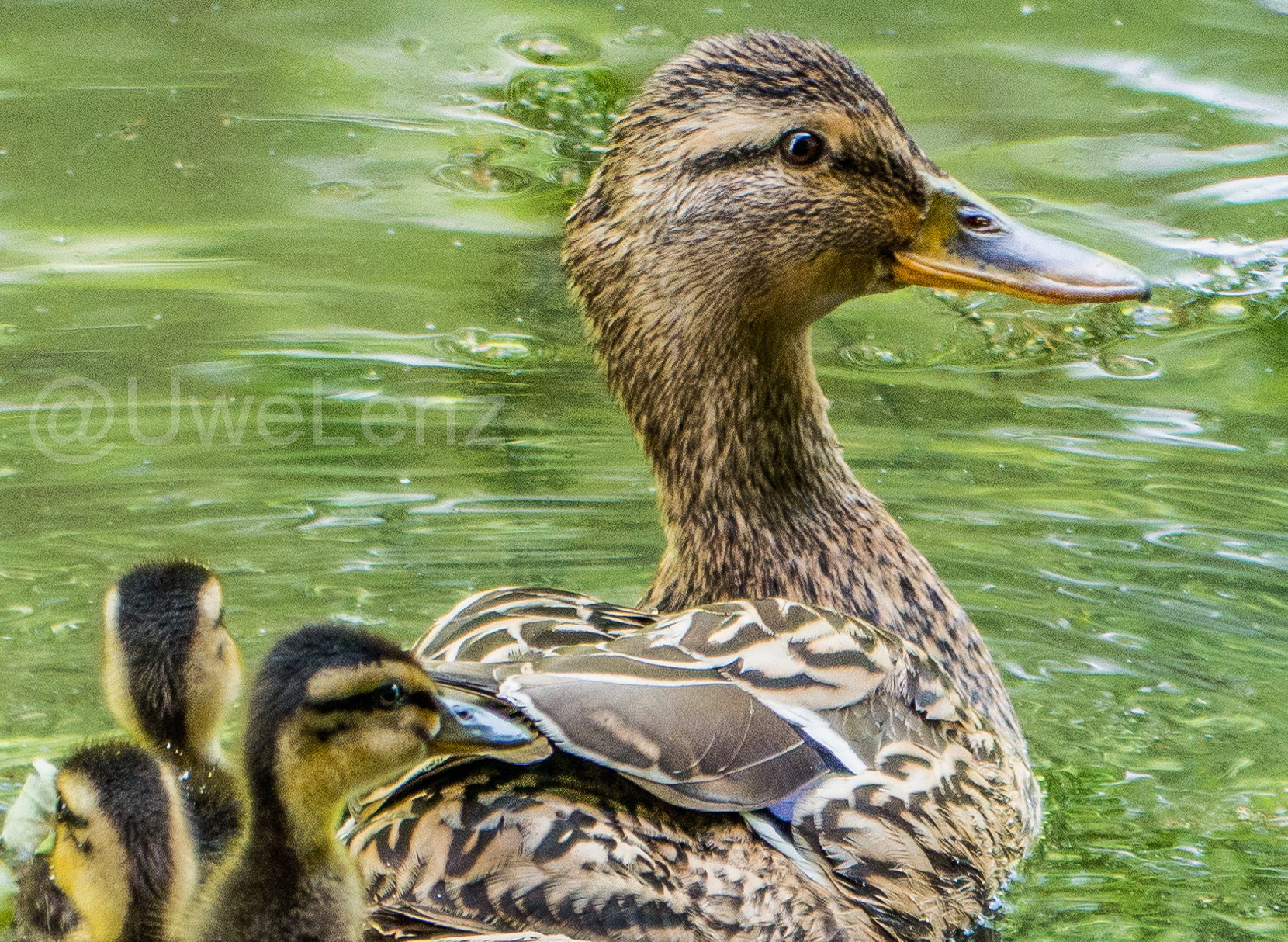 Panasonic DMC-G81 sample photo. Duck photography