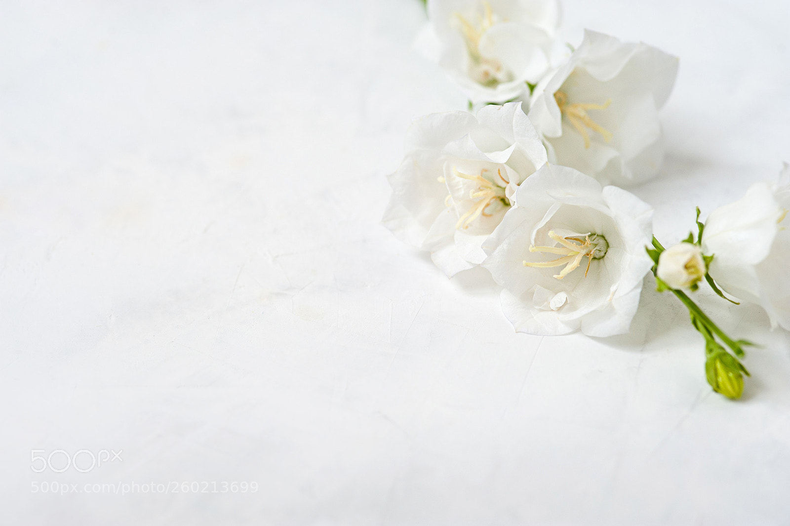 Nikon D700 sample photo. White flower on a photography