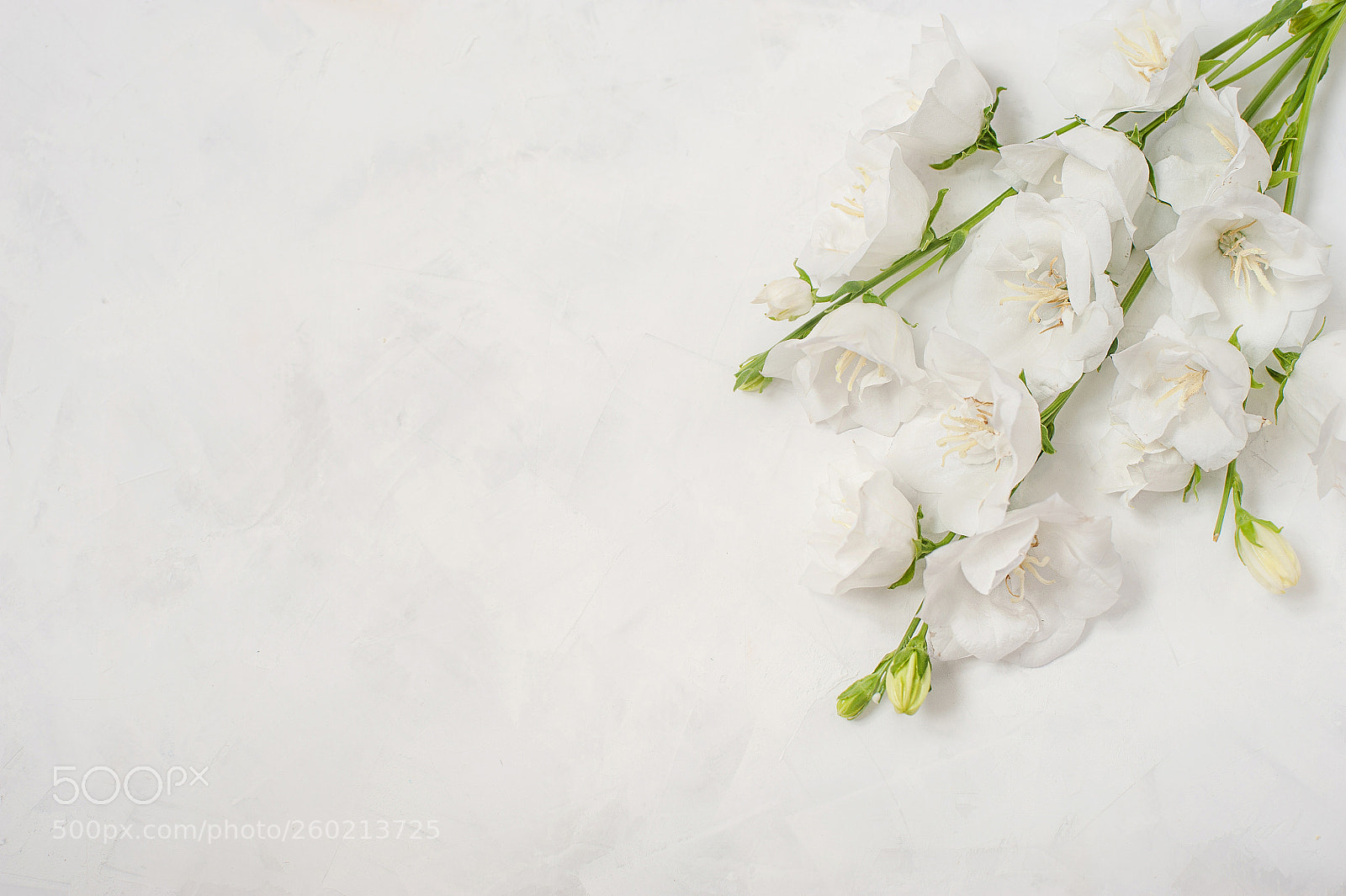 Nikon D700 sample photo. Platycodon grandiflorus flowers isolated photography