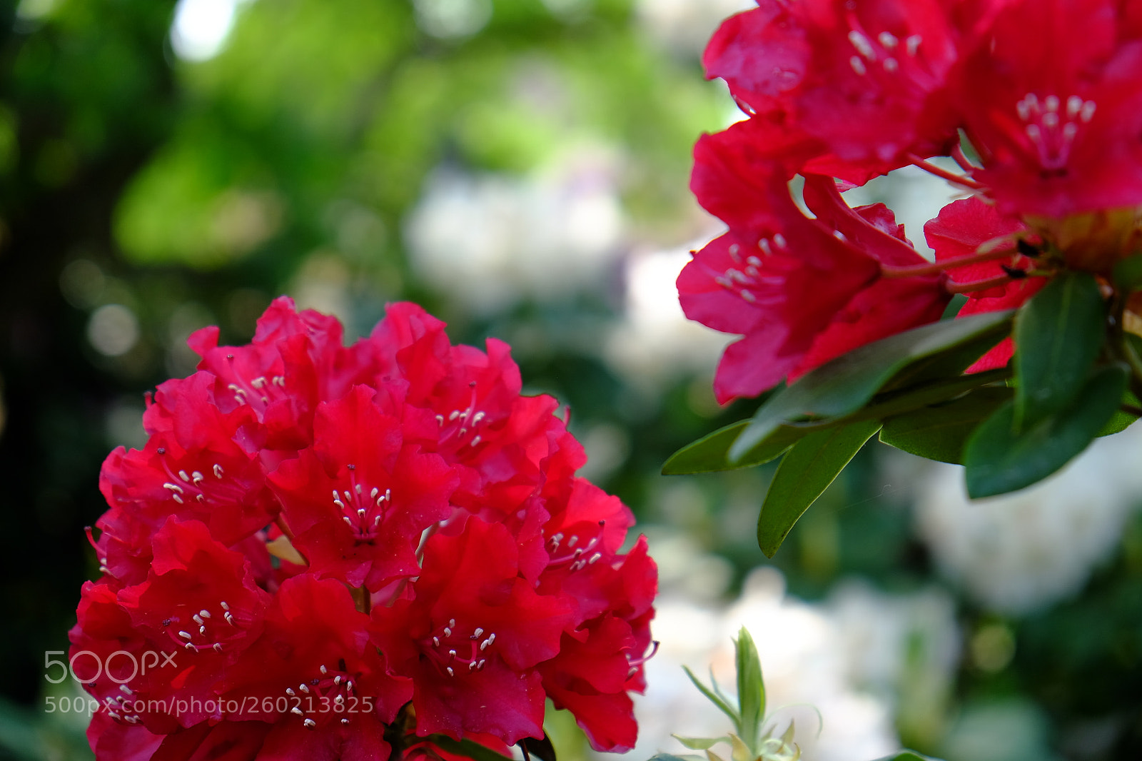Fujifilm X-E2 sample photo. Garden photography