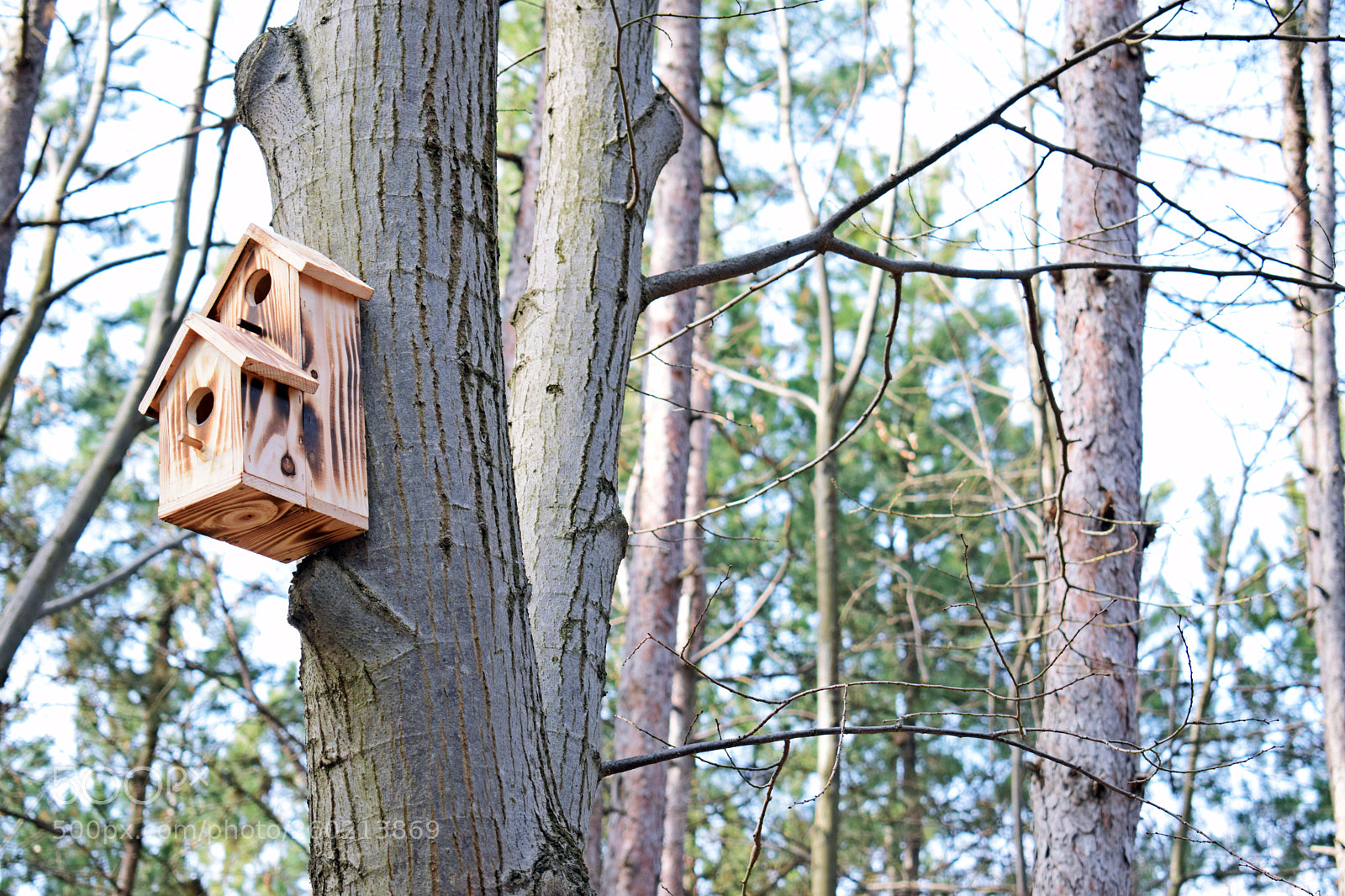 Nikon D5300 sample photo. Birds nest house photography