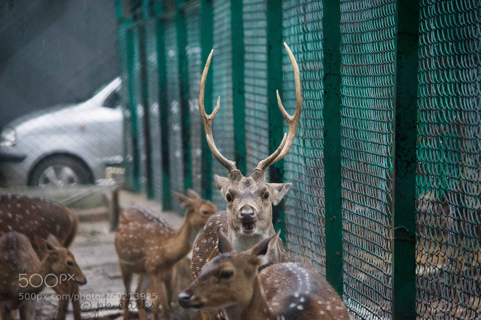 Nikon D7200 sample photo. Spotted deer photography