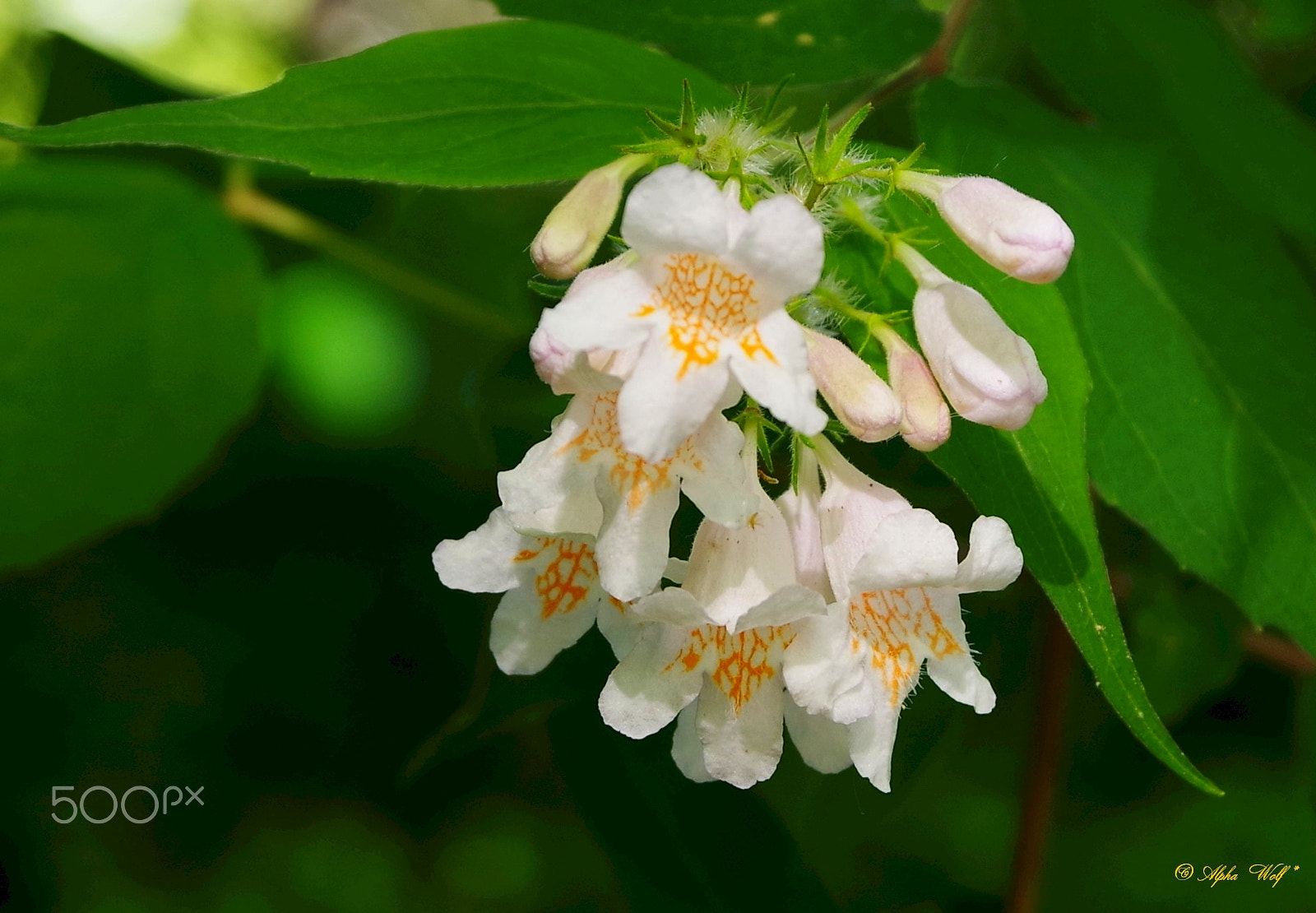 Pentax K-1 sample photo. Plant photography