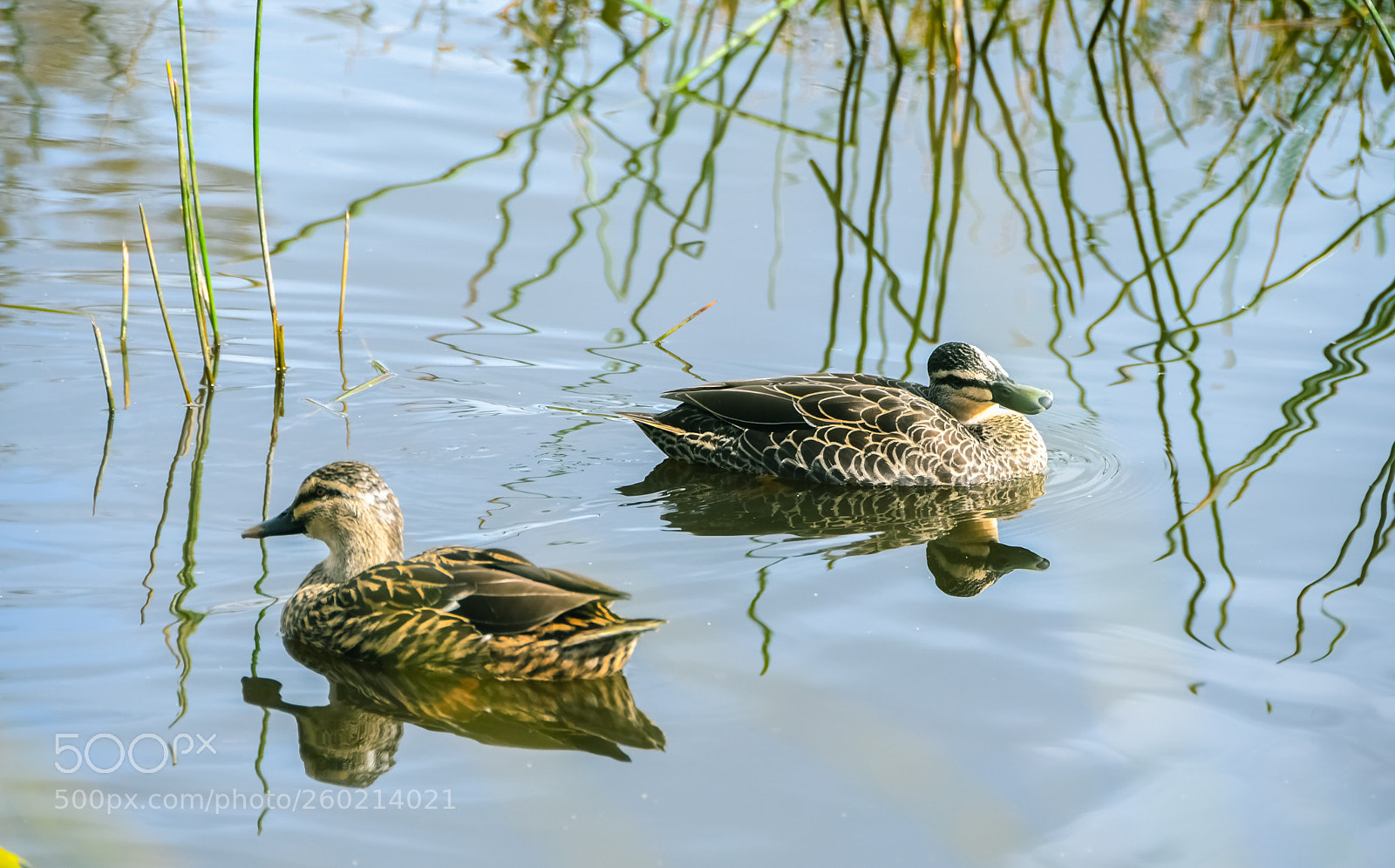 Nikon D500 sample photo. Ducks photography
