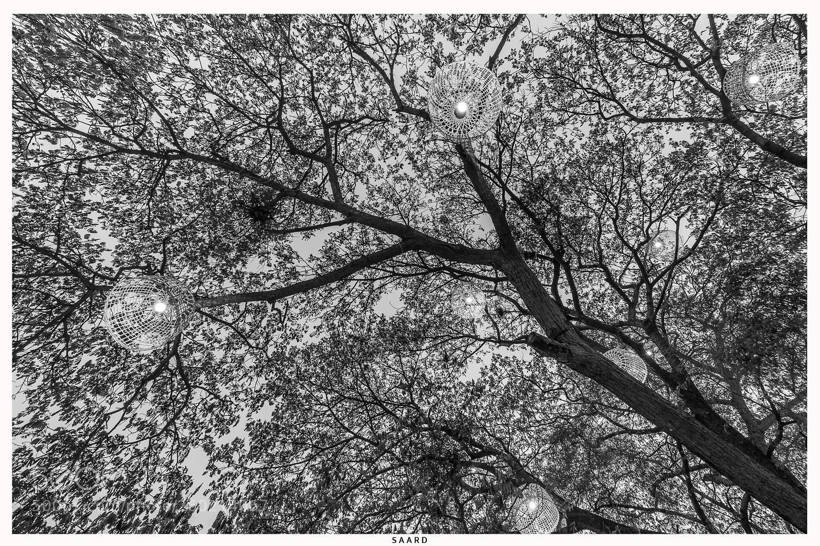Sony a7 II sample photo. Big tree photography