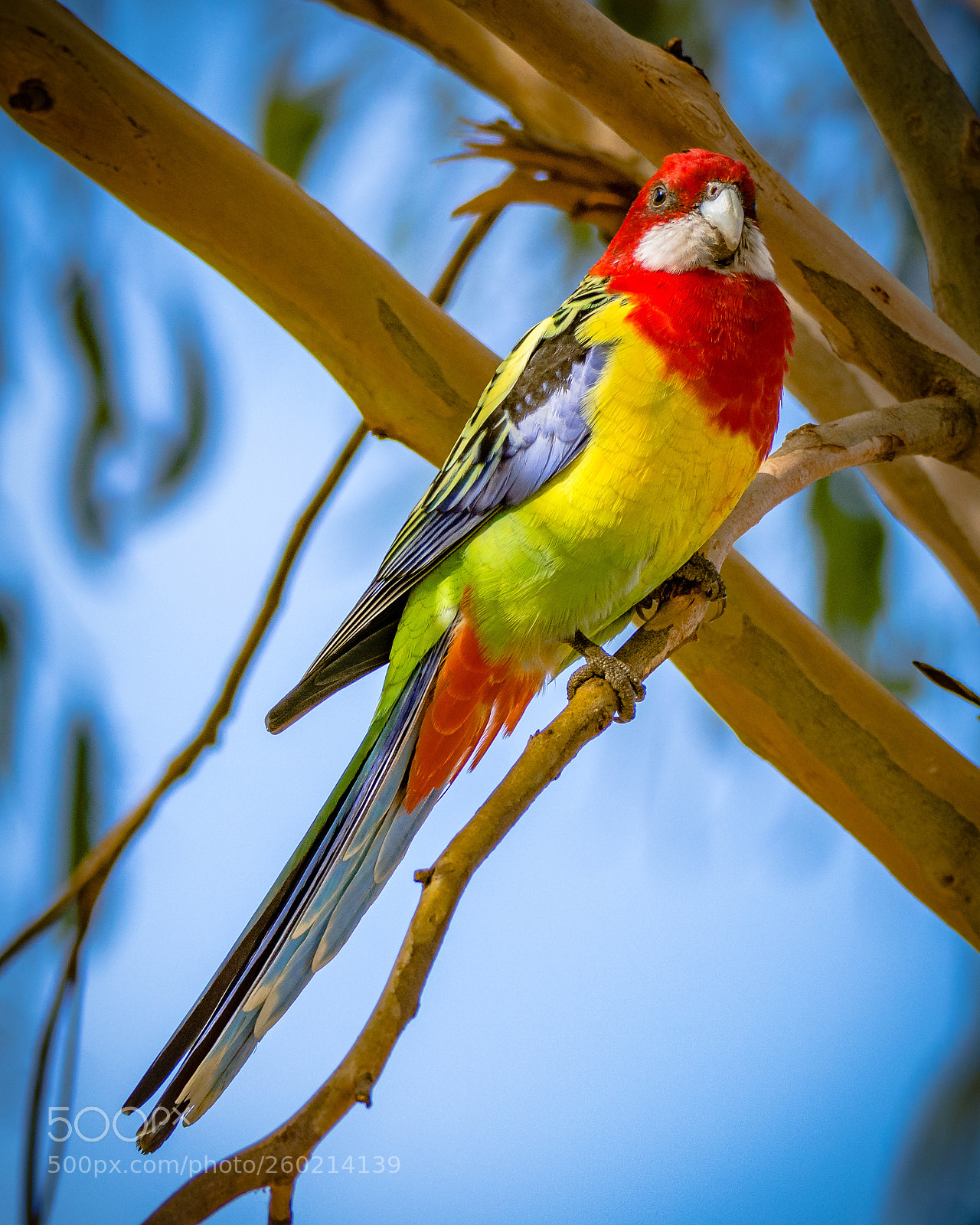 Nikon D7200 sample photo. Eastern rosella i photography