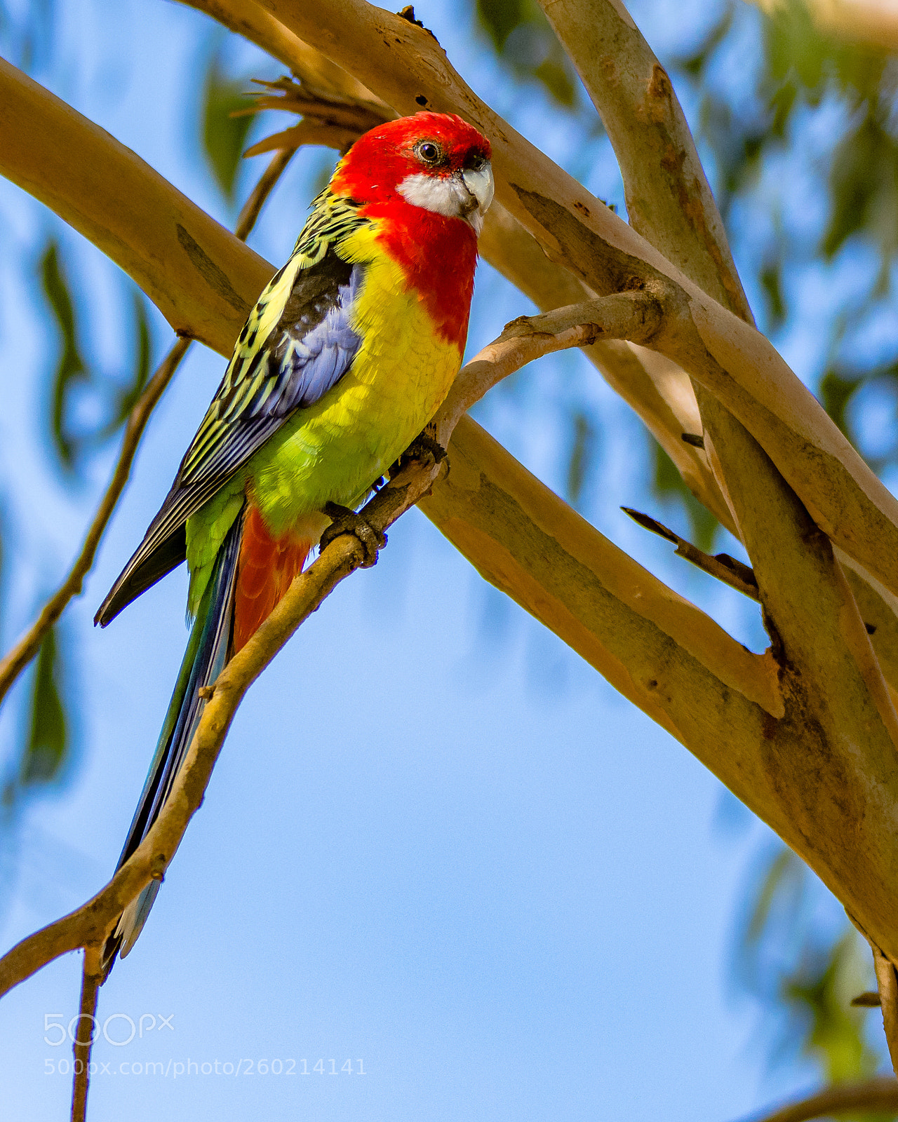 Nikon D7200 sample photo. Eastern rosella ii photography
