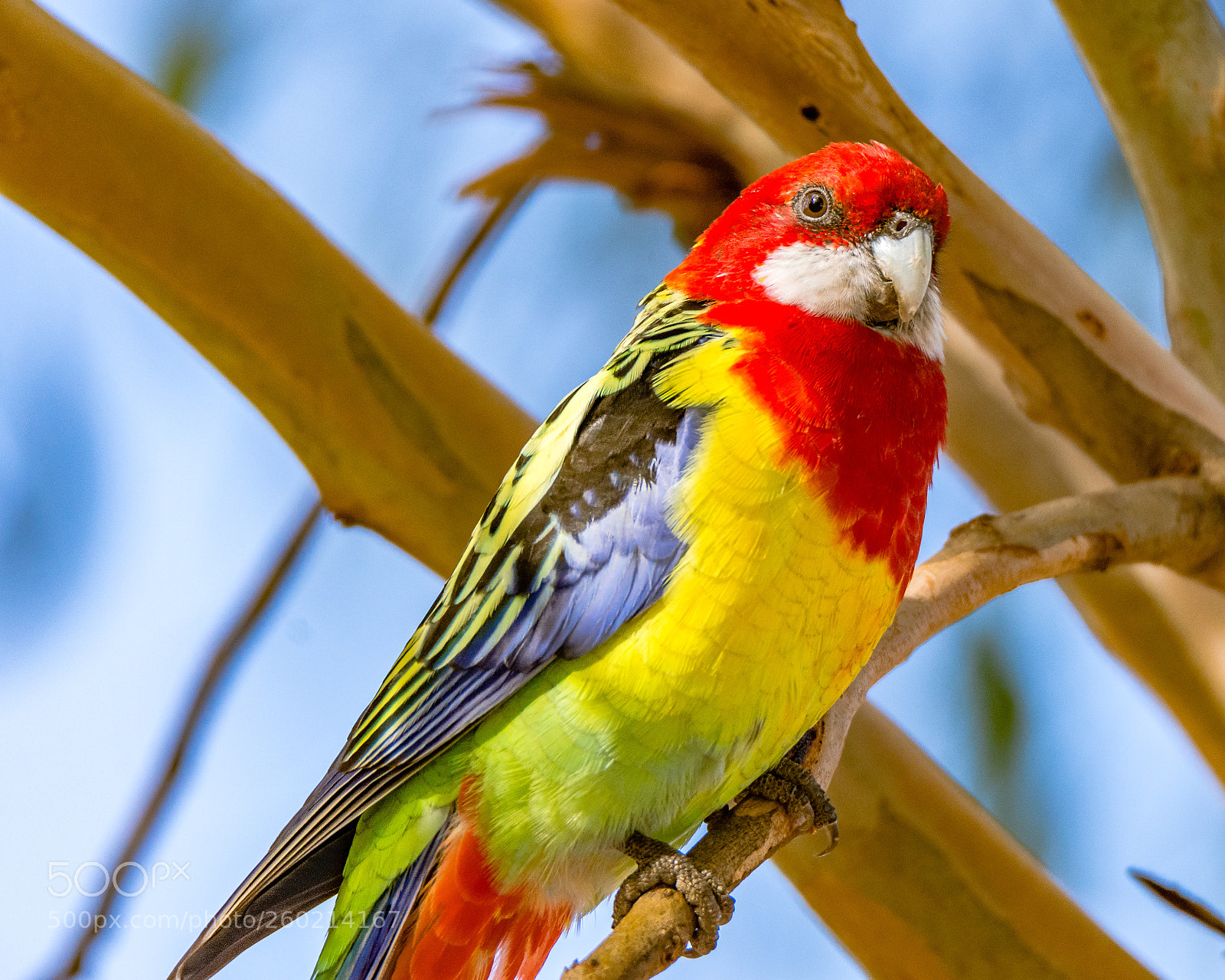 Nikon D7200 sample photo. Eastern rosella iii photography