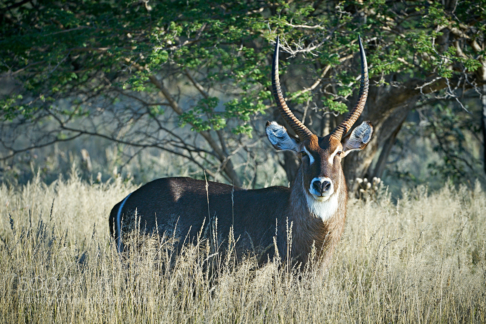 Sony a7R II sample photo. Waterbuck photography