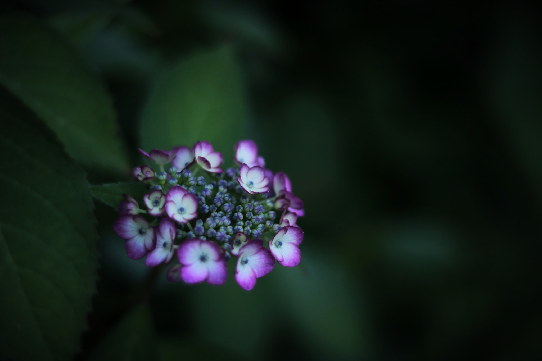 Canon EOS 750D (EOS Rebel T6i / EOS Kiss X8i) sample photo. Hydrangea photography