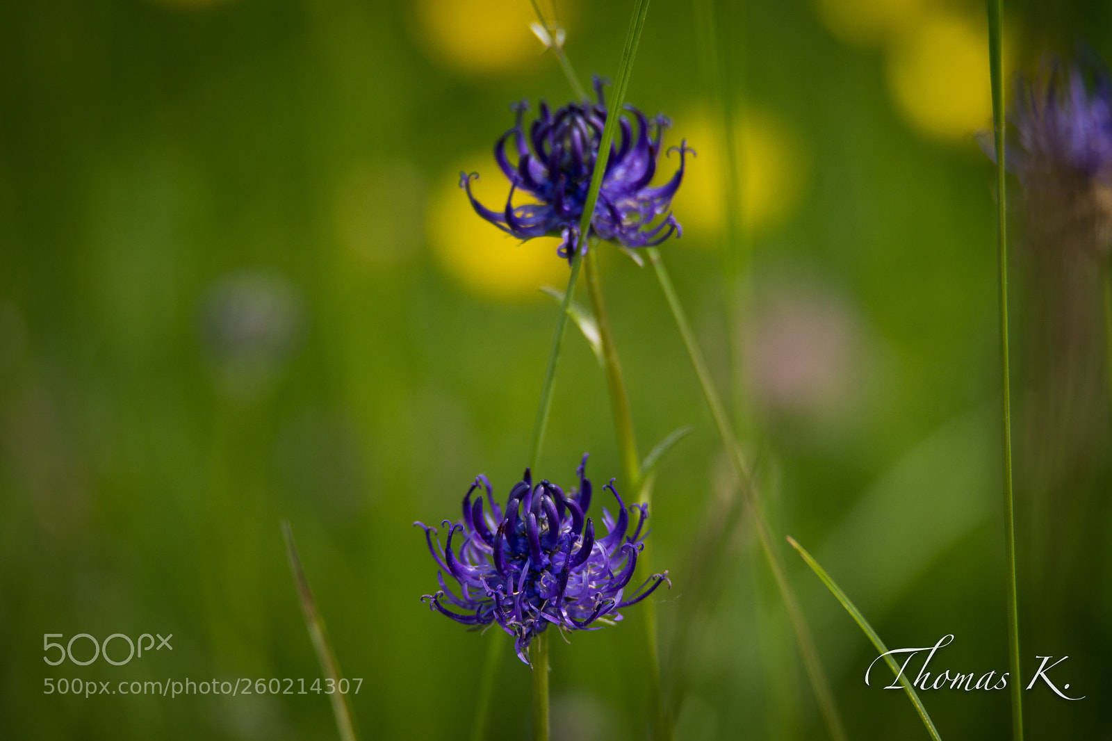 Sony a99 II sample photo. Raiponce orbiculaire photography