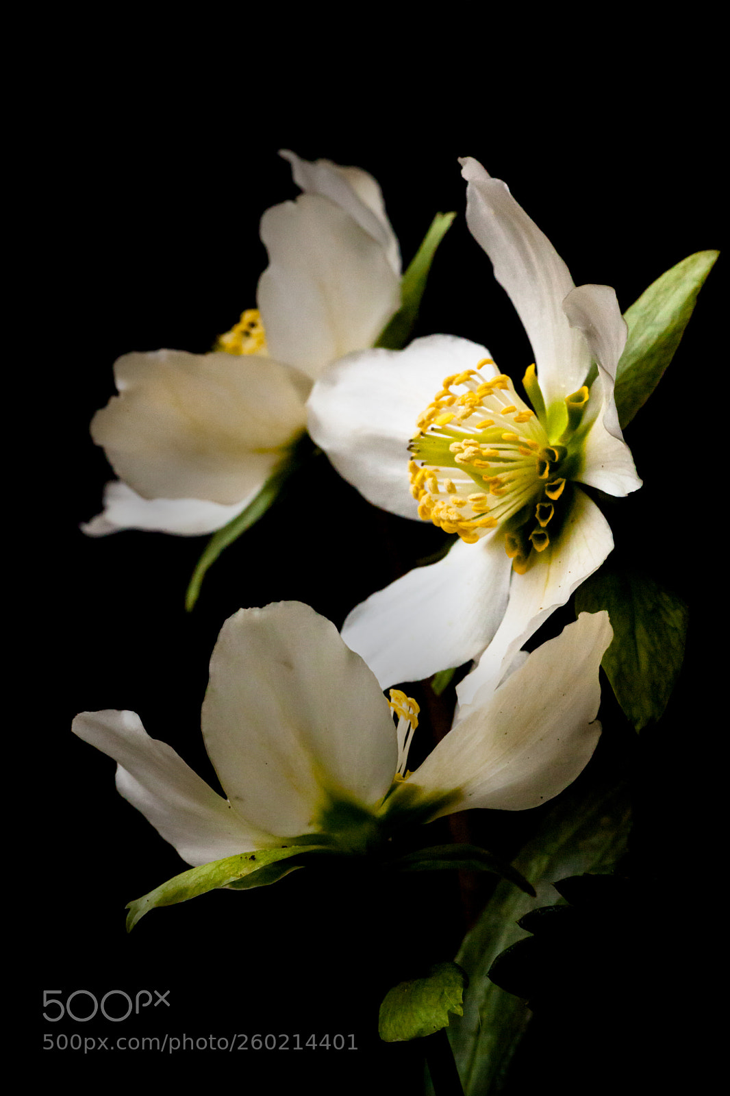 Canon EOS 5D Mark II sample photo. Tris photography