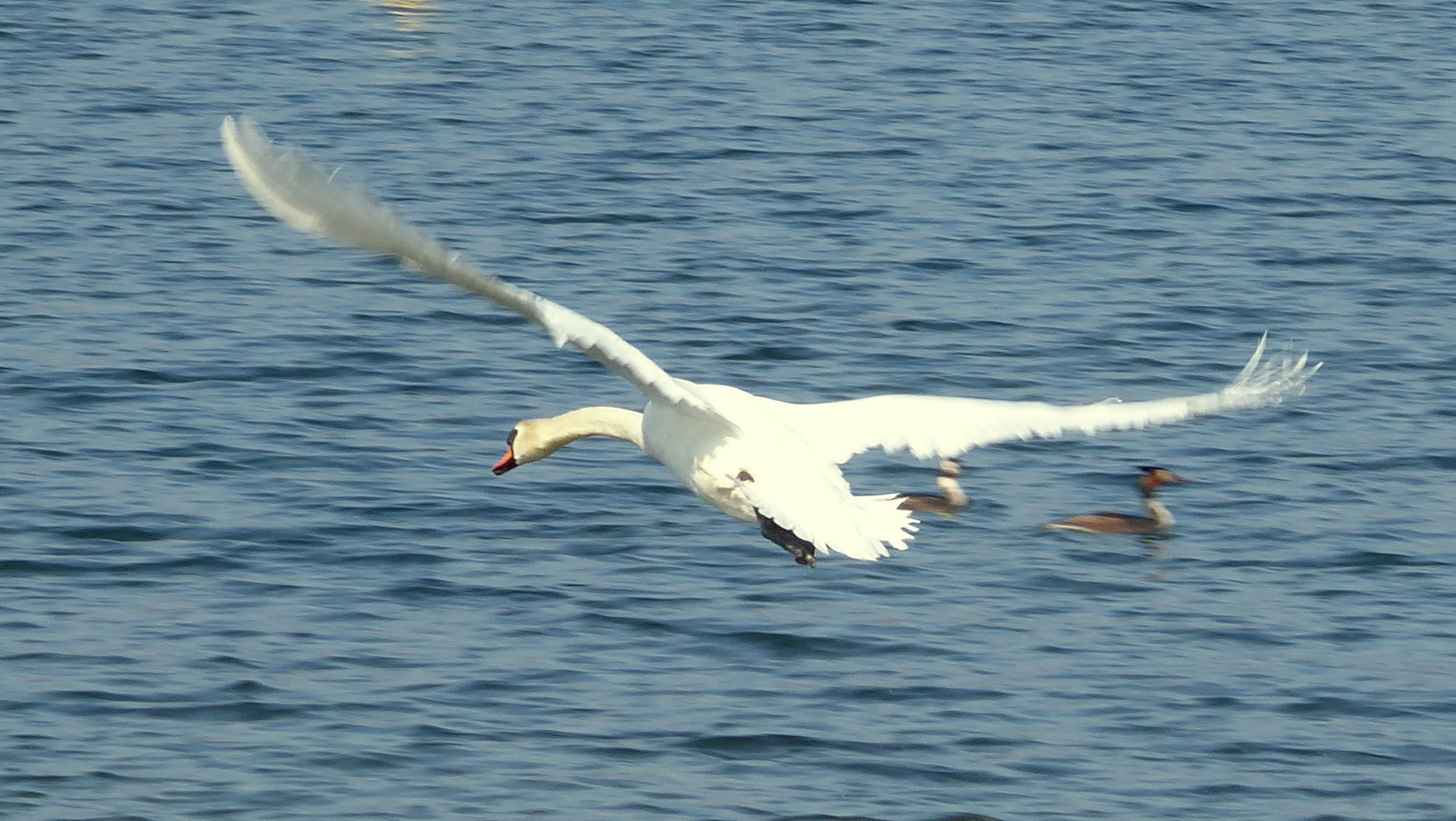 Panasonic Lumix DMC-ZS50 (Lumix DMC-TZ70) sample photo. It is a master in flight photography