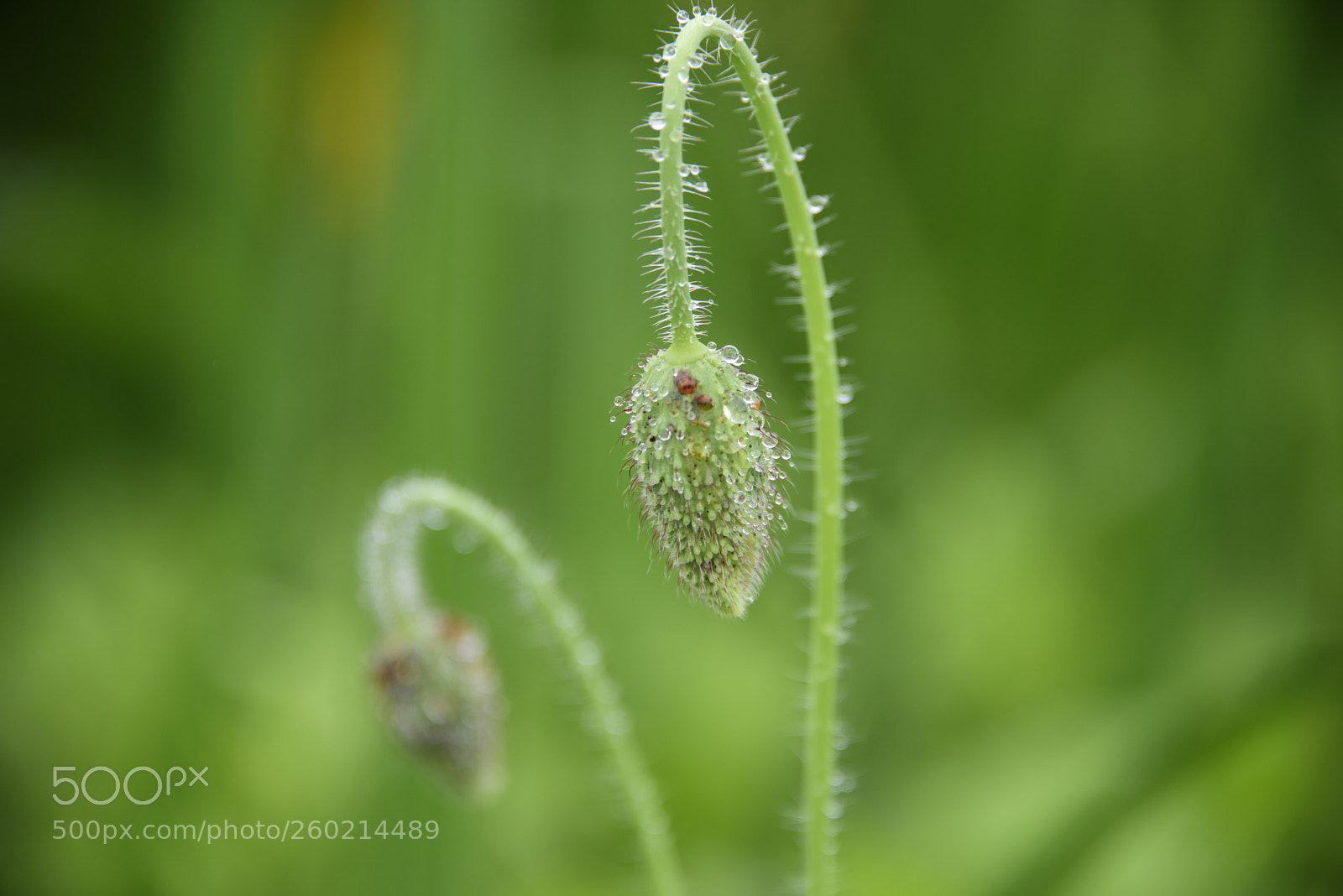 Nikon D810 sample photo. Dewdrop photography