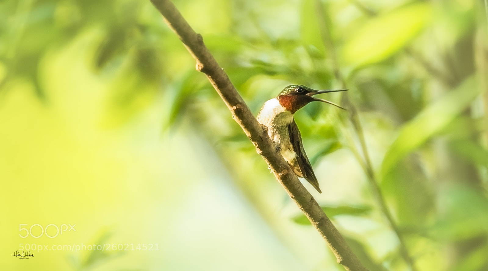 Nikon D810 sample photo. Ruby throated photography