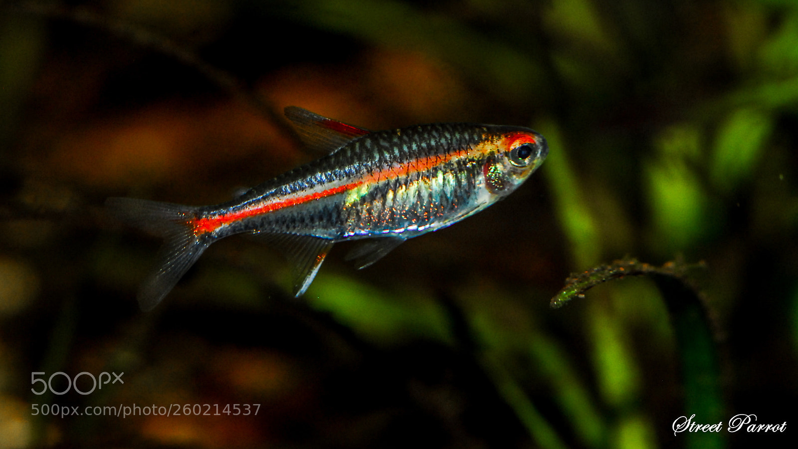 Nikon D200 sample photo. Hemigrammus erythrozonus - glowlight photography