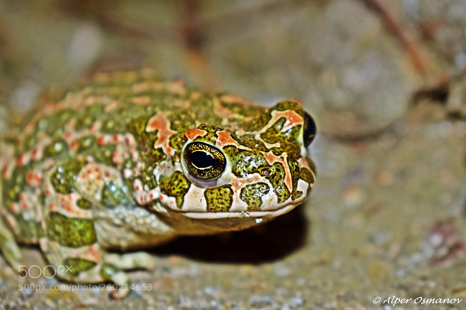 Nikon D5300 sample photo. Frog photography