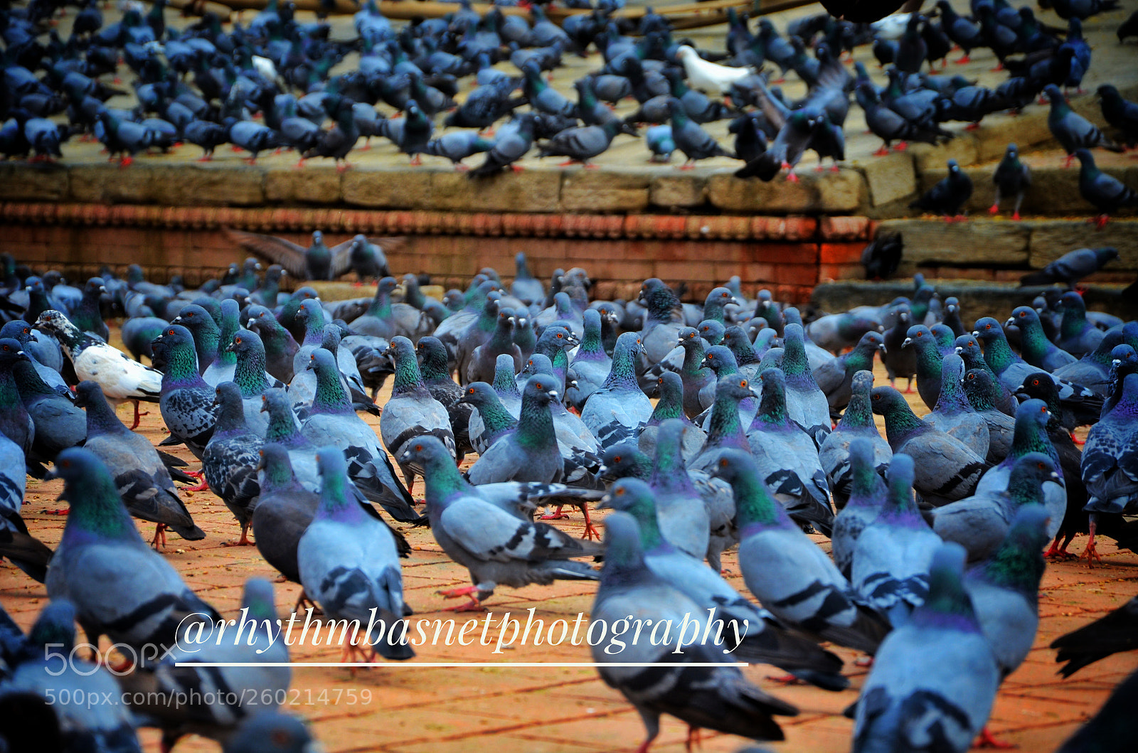 Nikon D7000 sample photo. Untitled photography