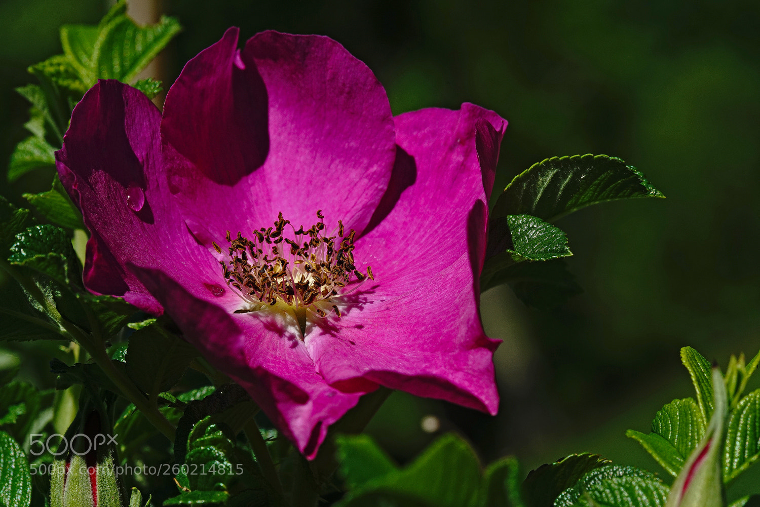 Sony a7R II sample photo. Single drop photography
