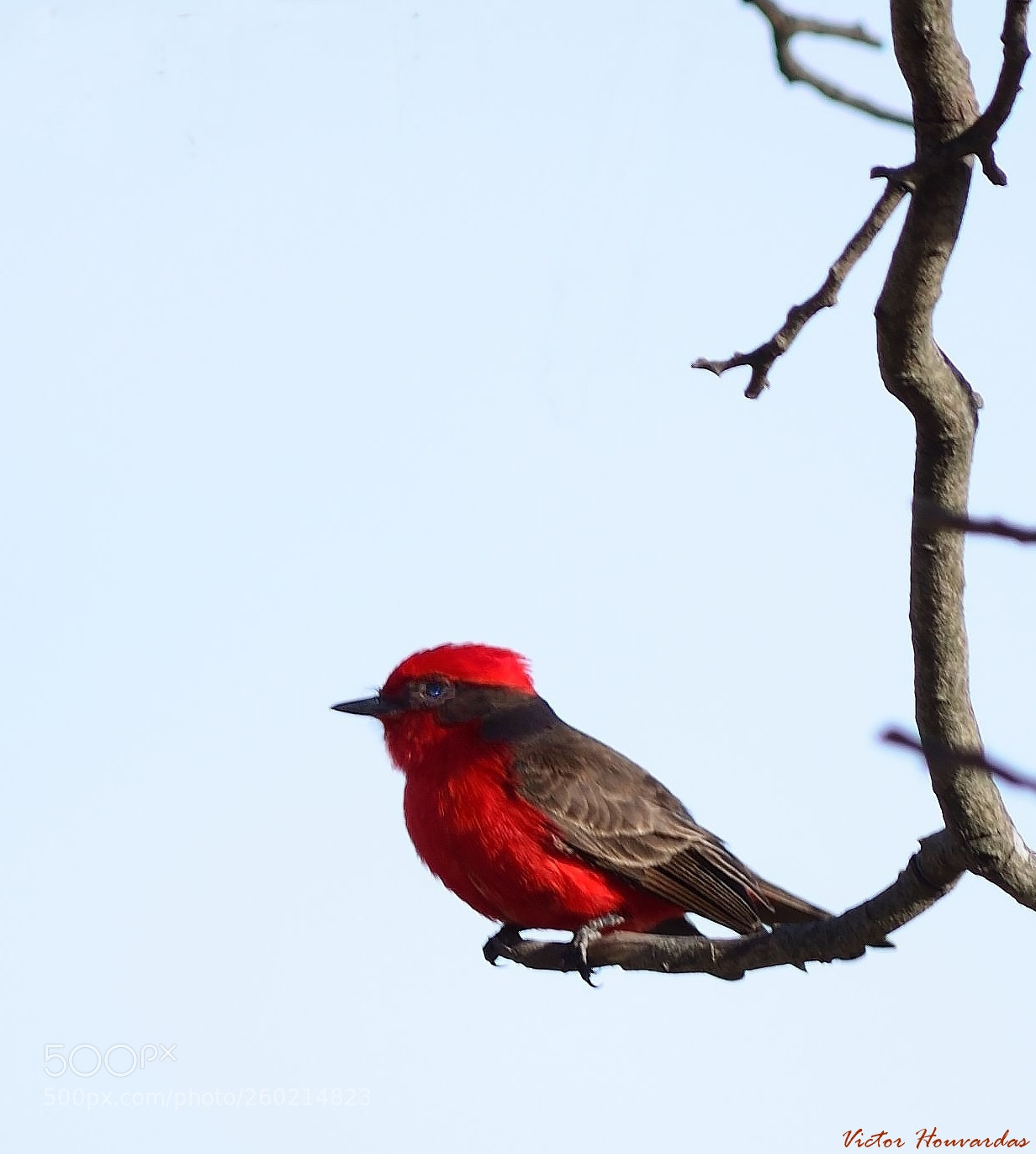 Nikon D7000 sample photo. Churrinche pyrocephalus rubinus photography