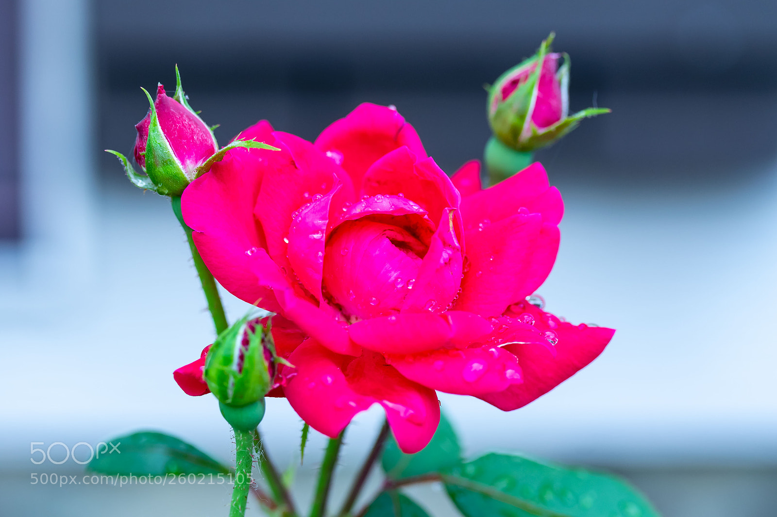 Canon EOS 7D Mark II sample photo. One red rose bloom photography