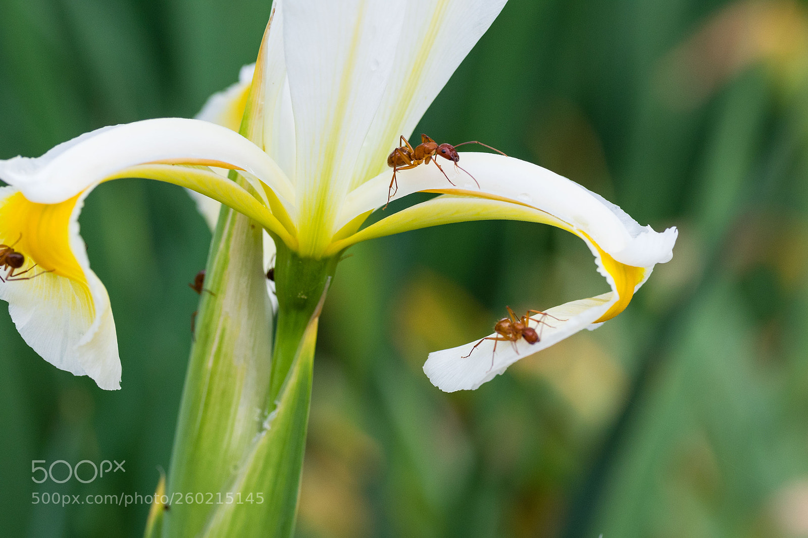 Canon EOS 7D Mark II sample photo. Ants working hard on photography