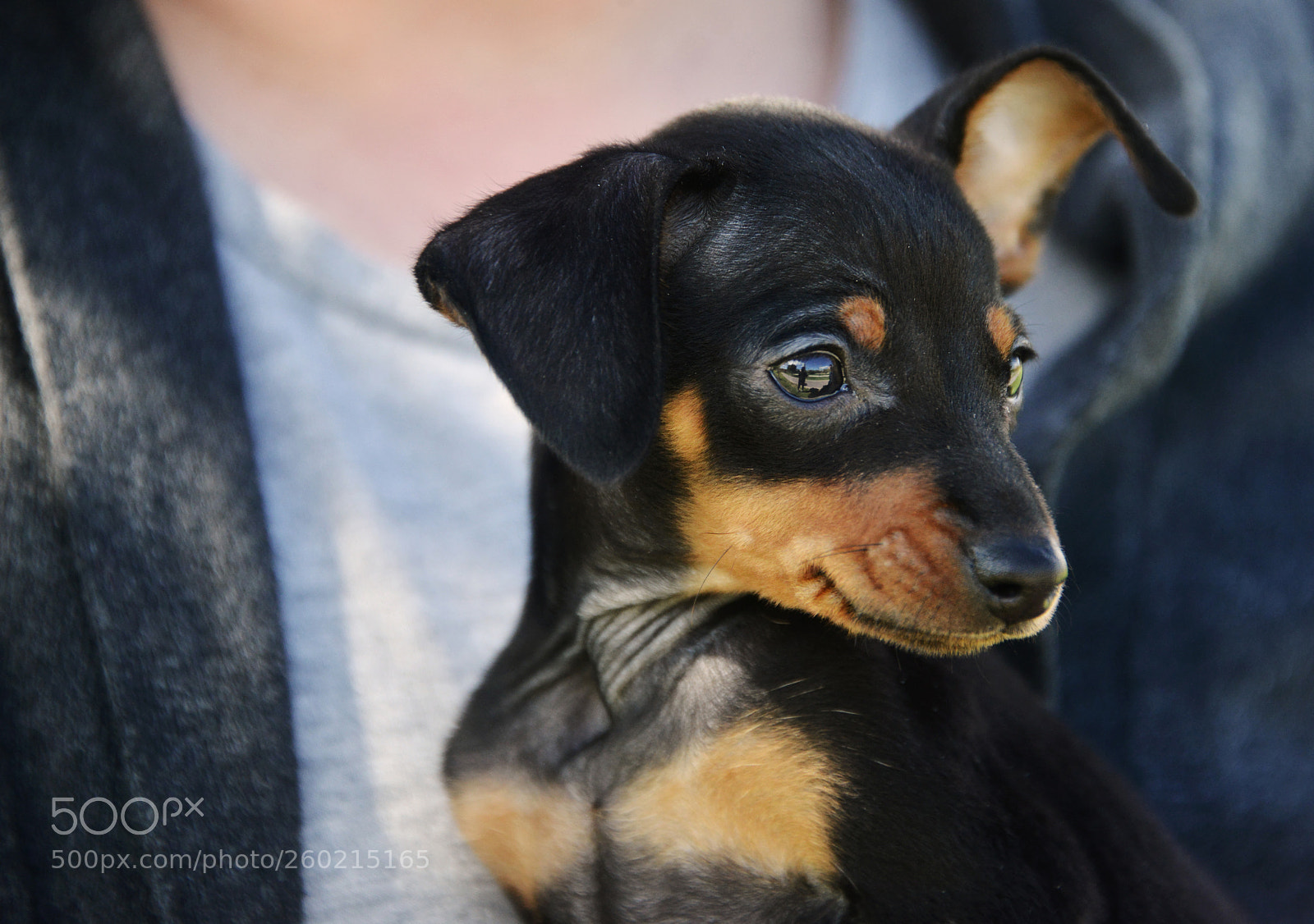 Nikon D800 sample photo. Prague ratter photography