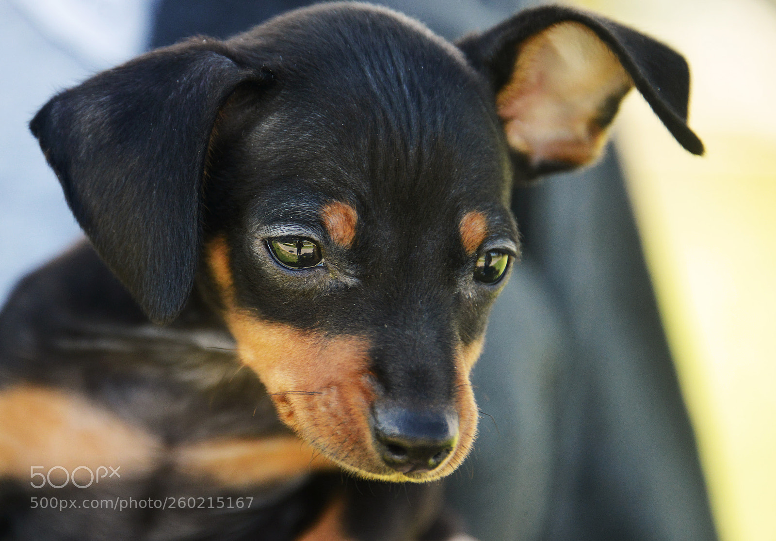 Nikon D800 sample photo. Prague ratter photography