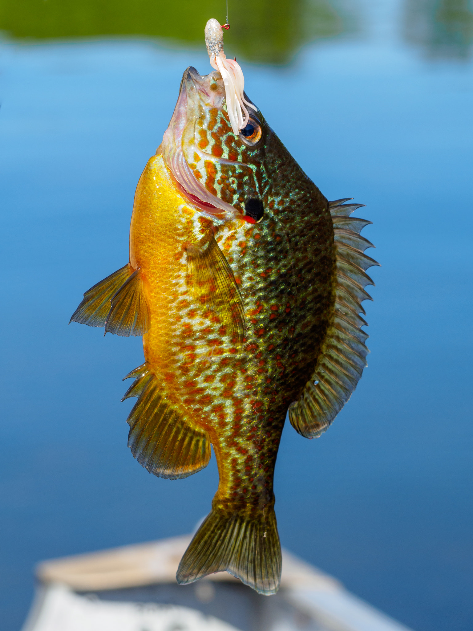 Olympus OM-D E-M10 III sample photo. Pumpkinseed on the hook photography