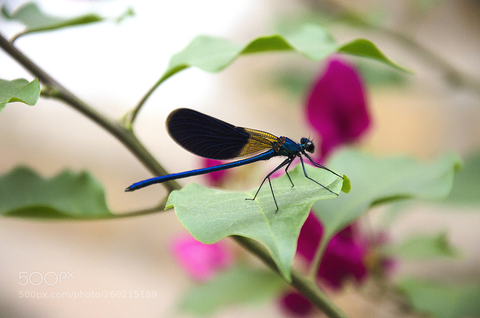 Nikon D7000 sample photo. Dragonfly photography