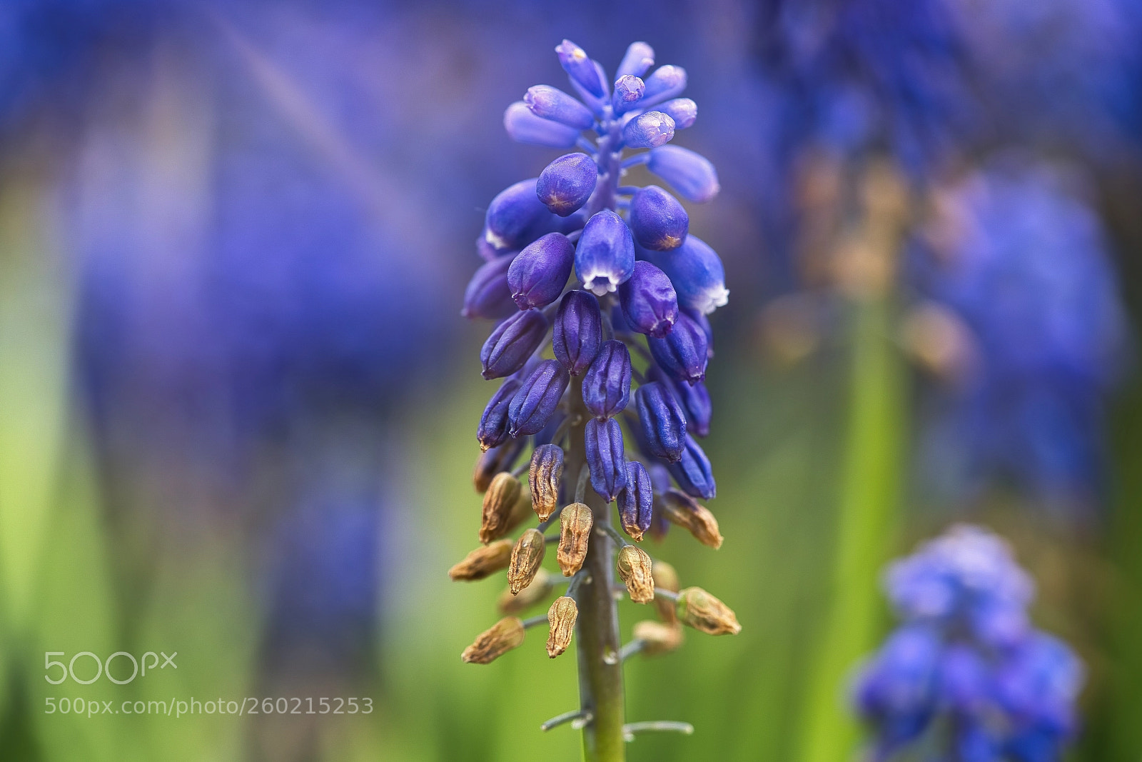 Sony a7R II sample photo. Purple dream photography