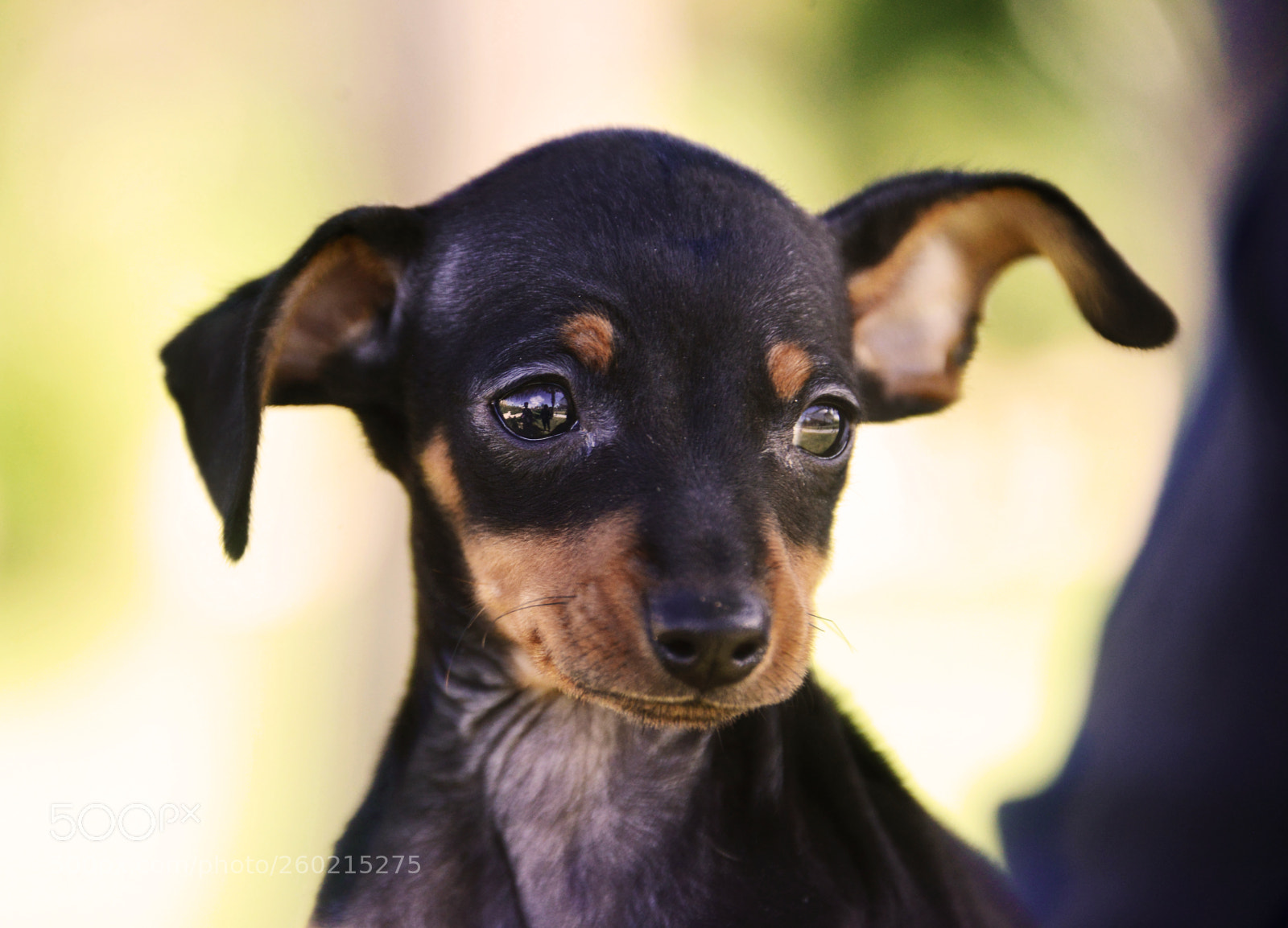 Nikon D800 sample photo. Prague ratter photography